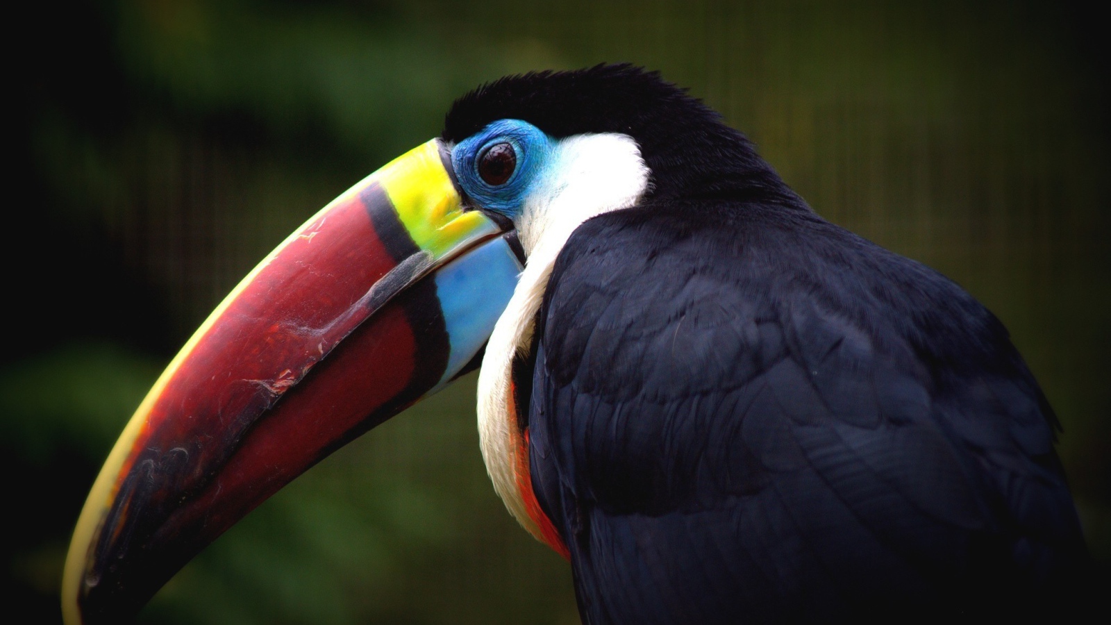 Клюв птицы тукана