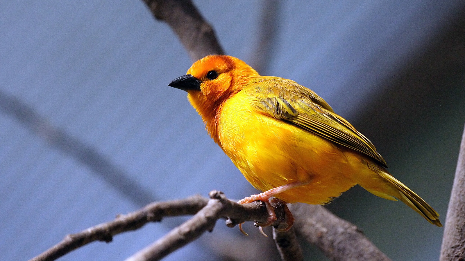 Желтая птица на ветке