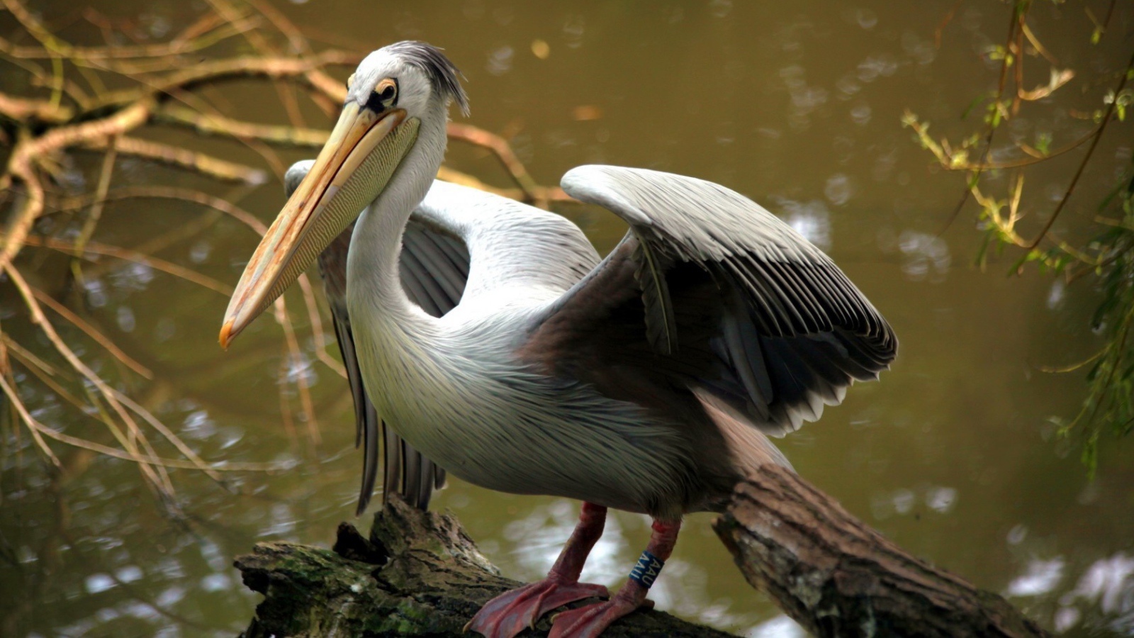Пеликан на бревне