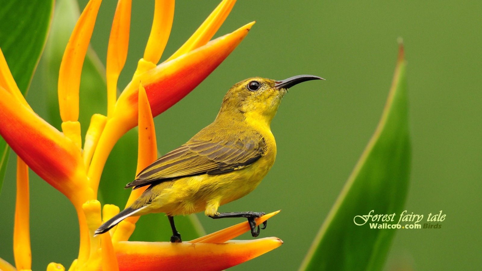 Колибри на цветке