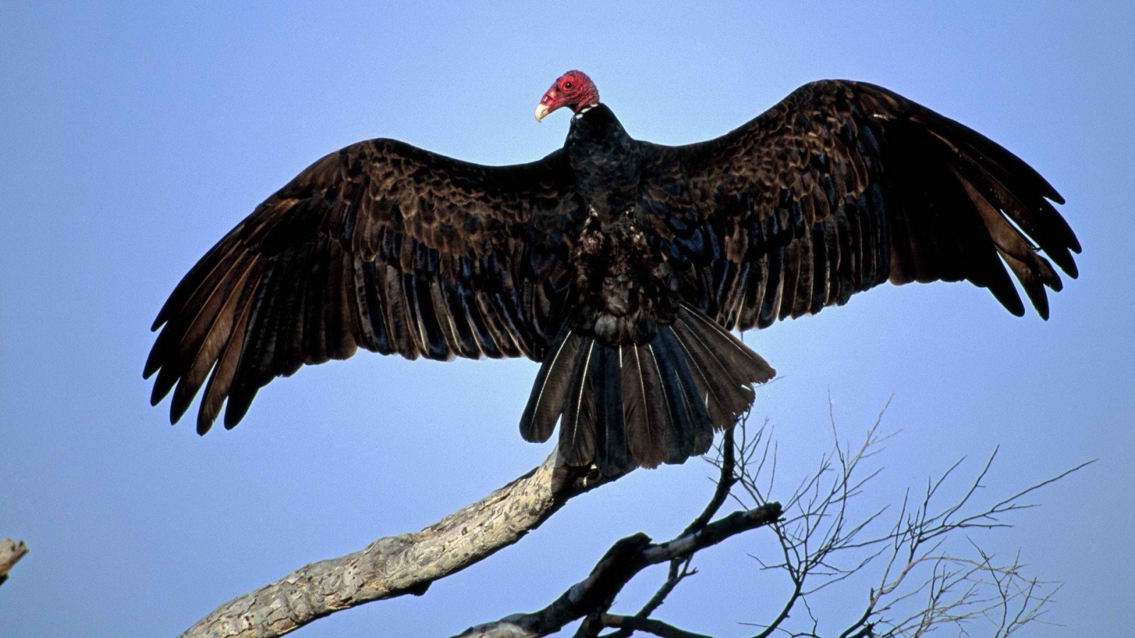 Птица из Турции