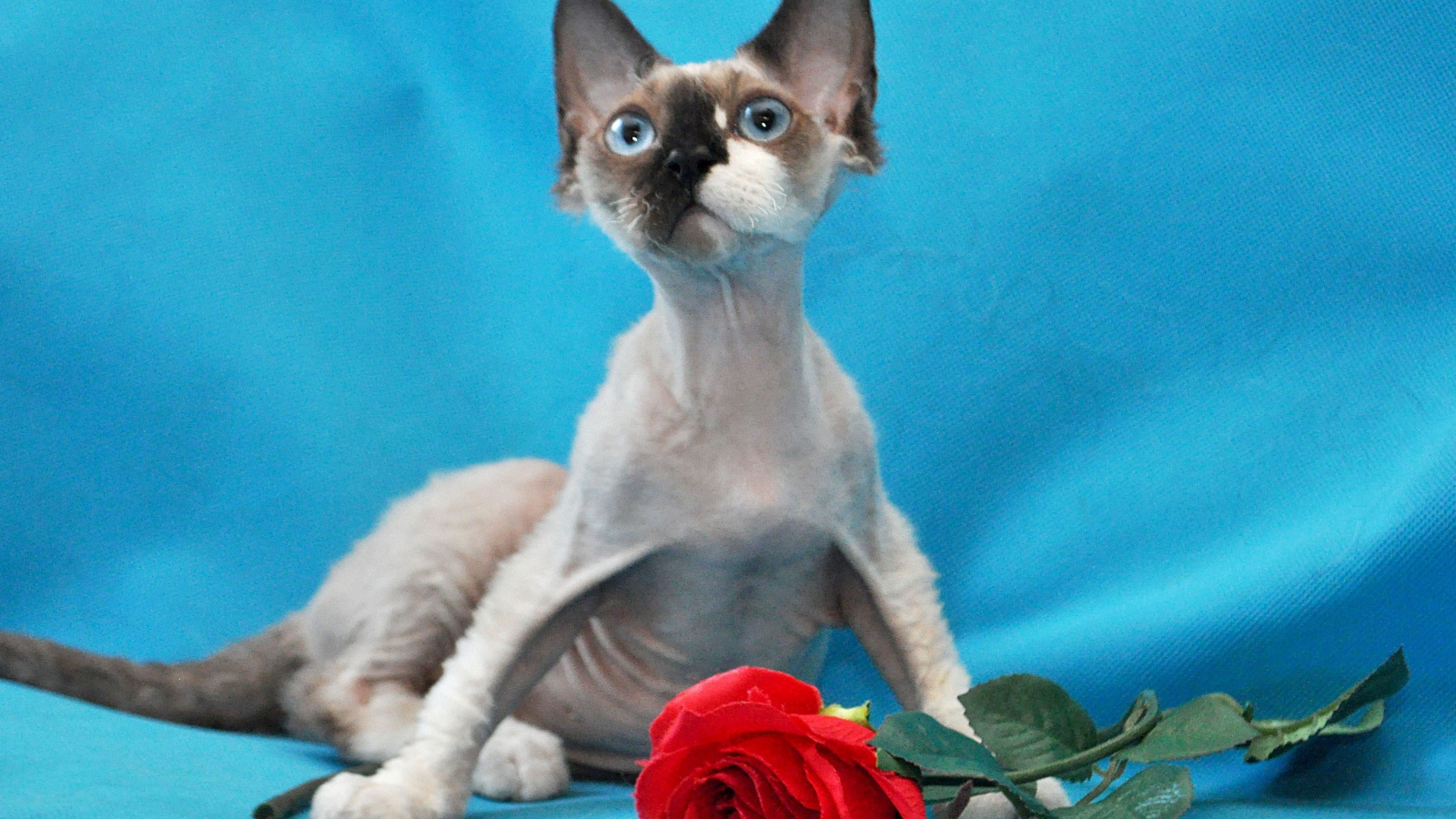 Роза для корниш рекс