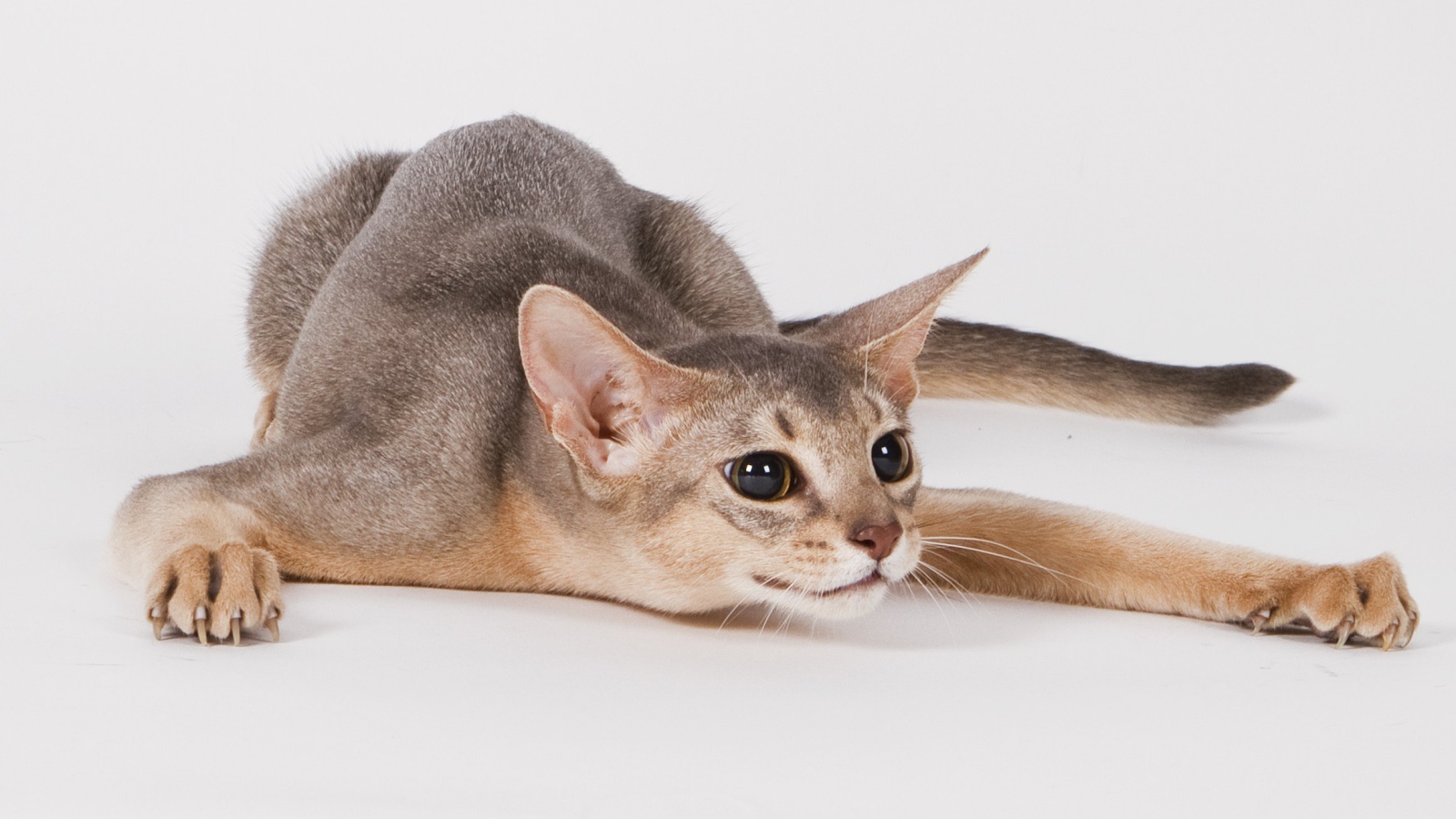 Абиссинская кошка на охоте