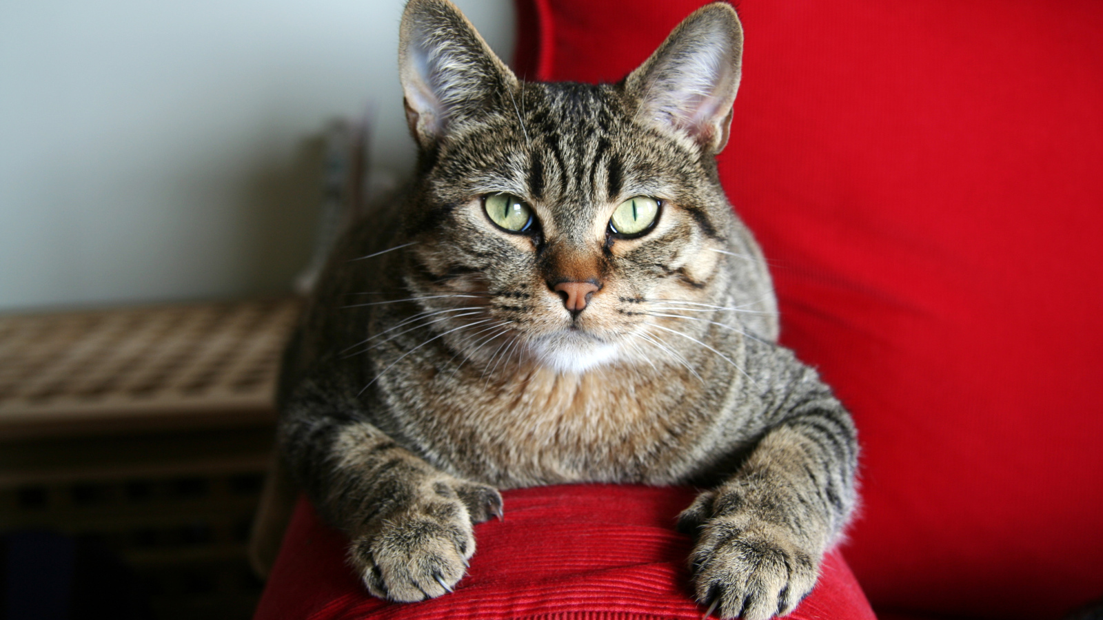 Взрослый кот пиксибоб