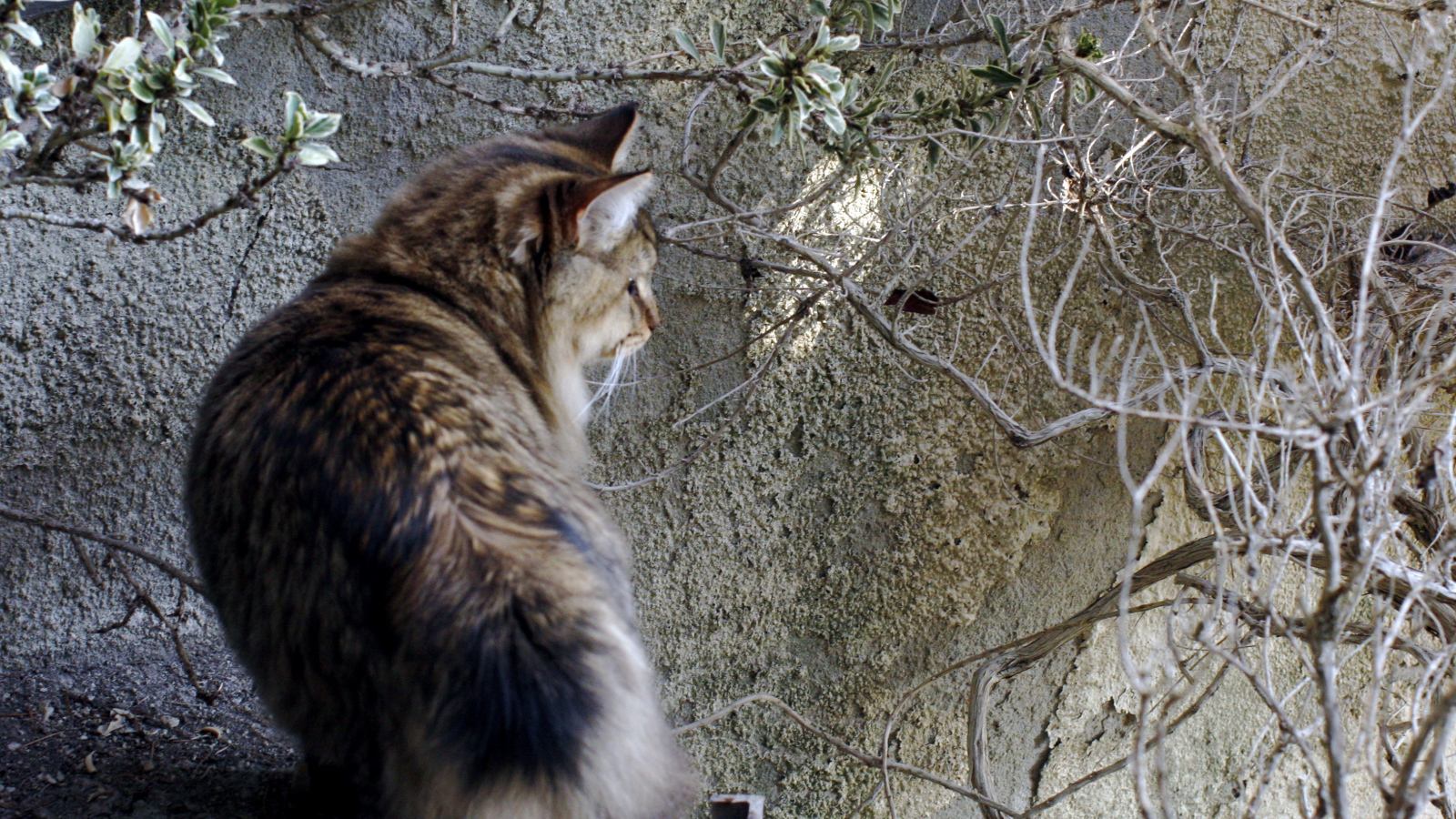 Американский бобтейл на природе