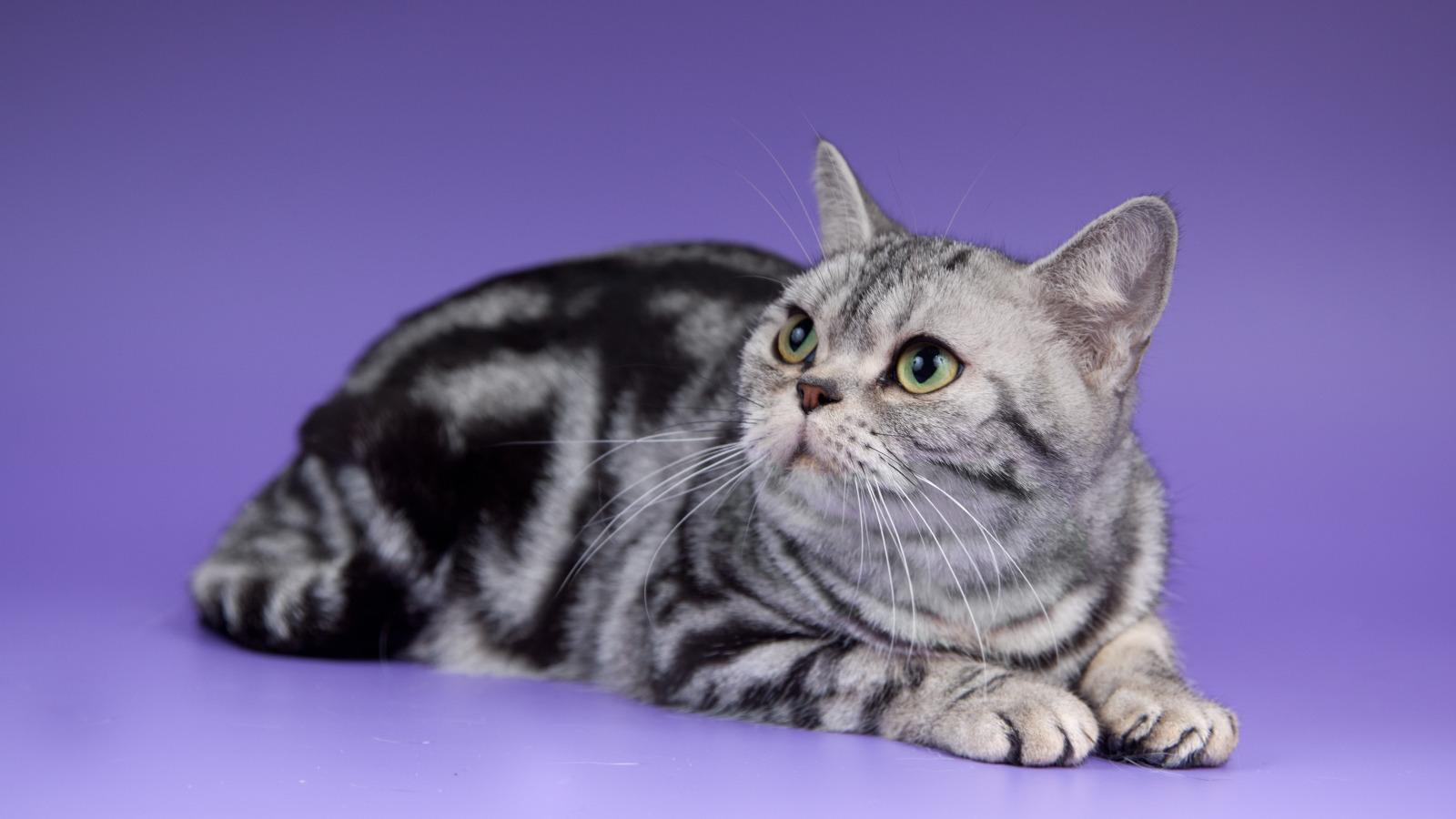 Американская короткошерстная кошка смотрит вверх