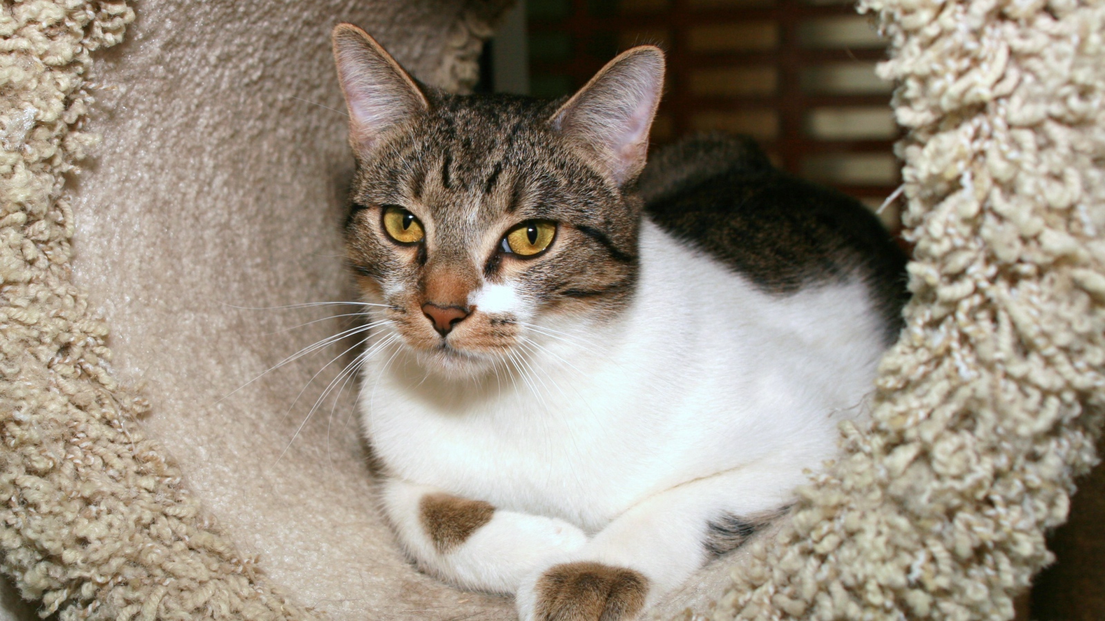 Азиатская табби в домике