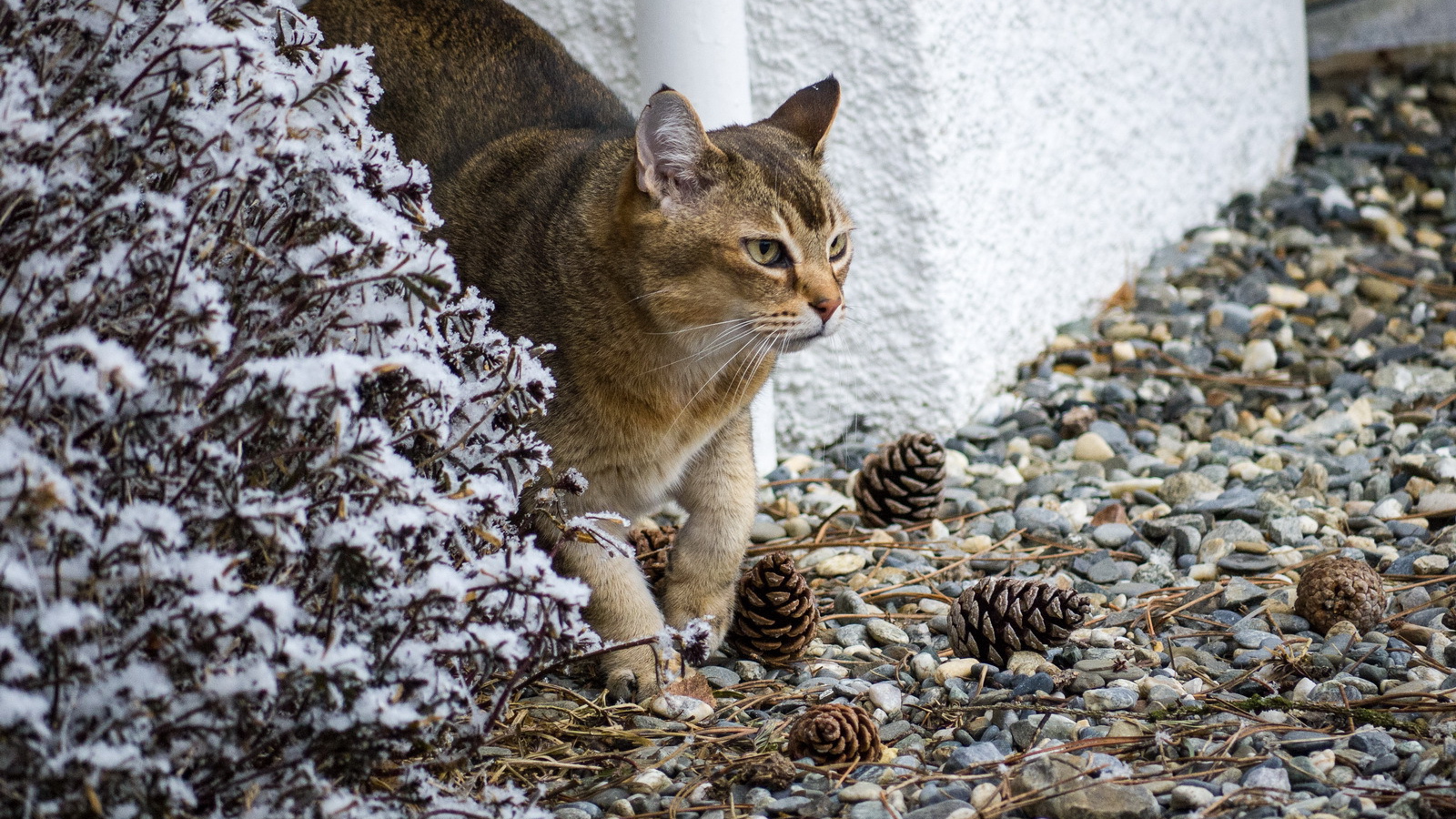 Кот породы азиатская табби