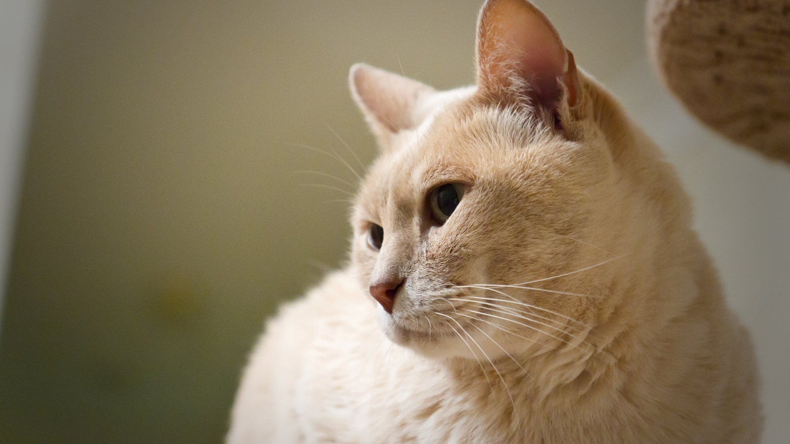 Кот австралийский мист