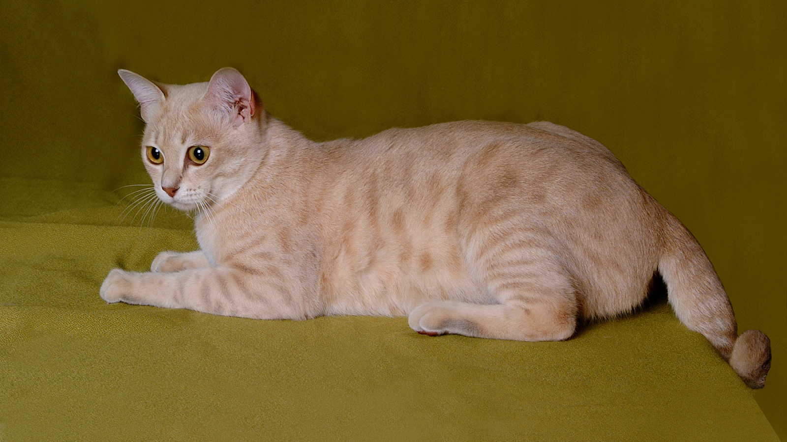 Австралийский мист на зеленом фоне