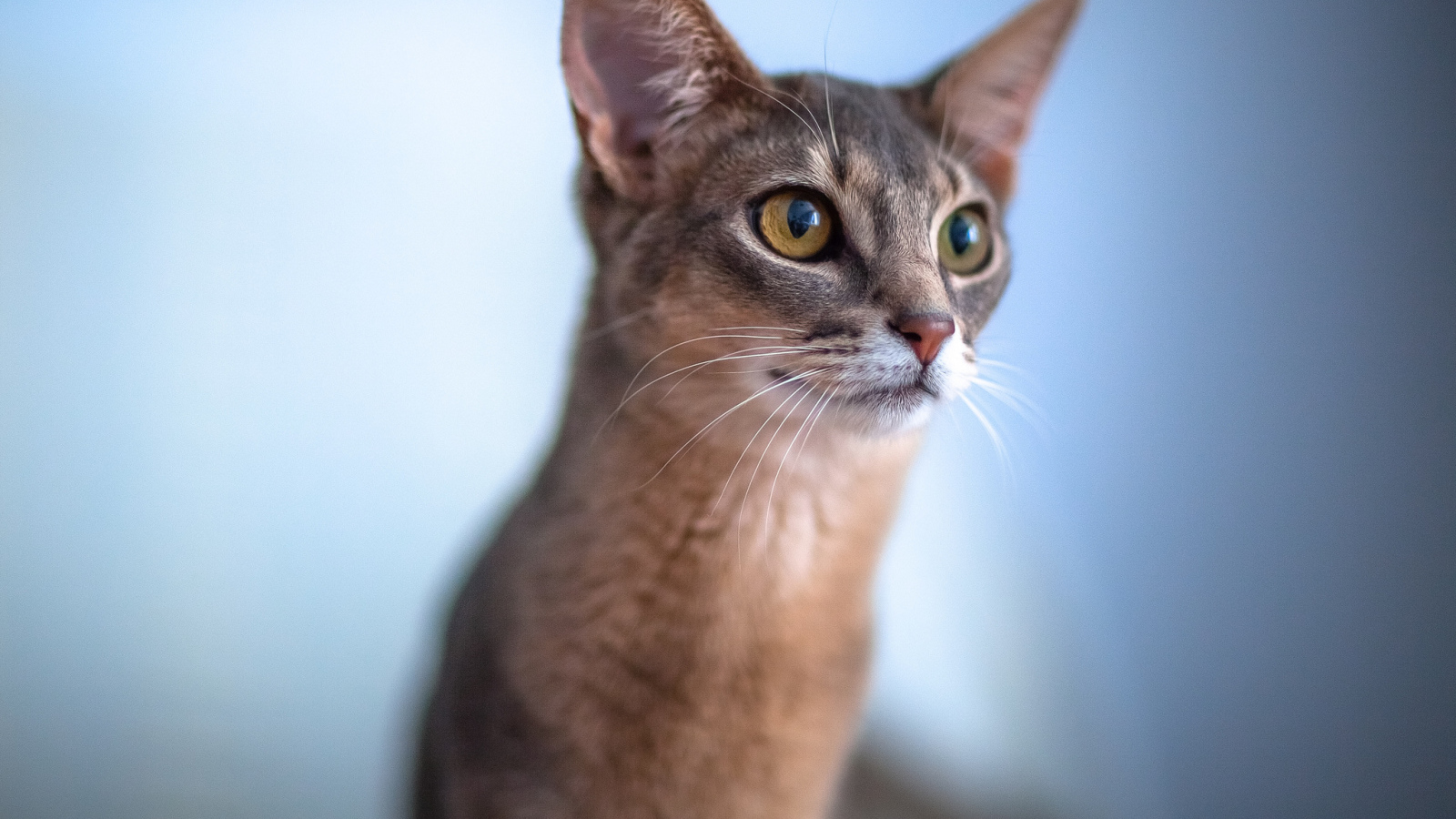 Красивая абиссинка