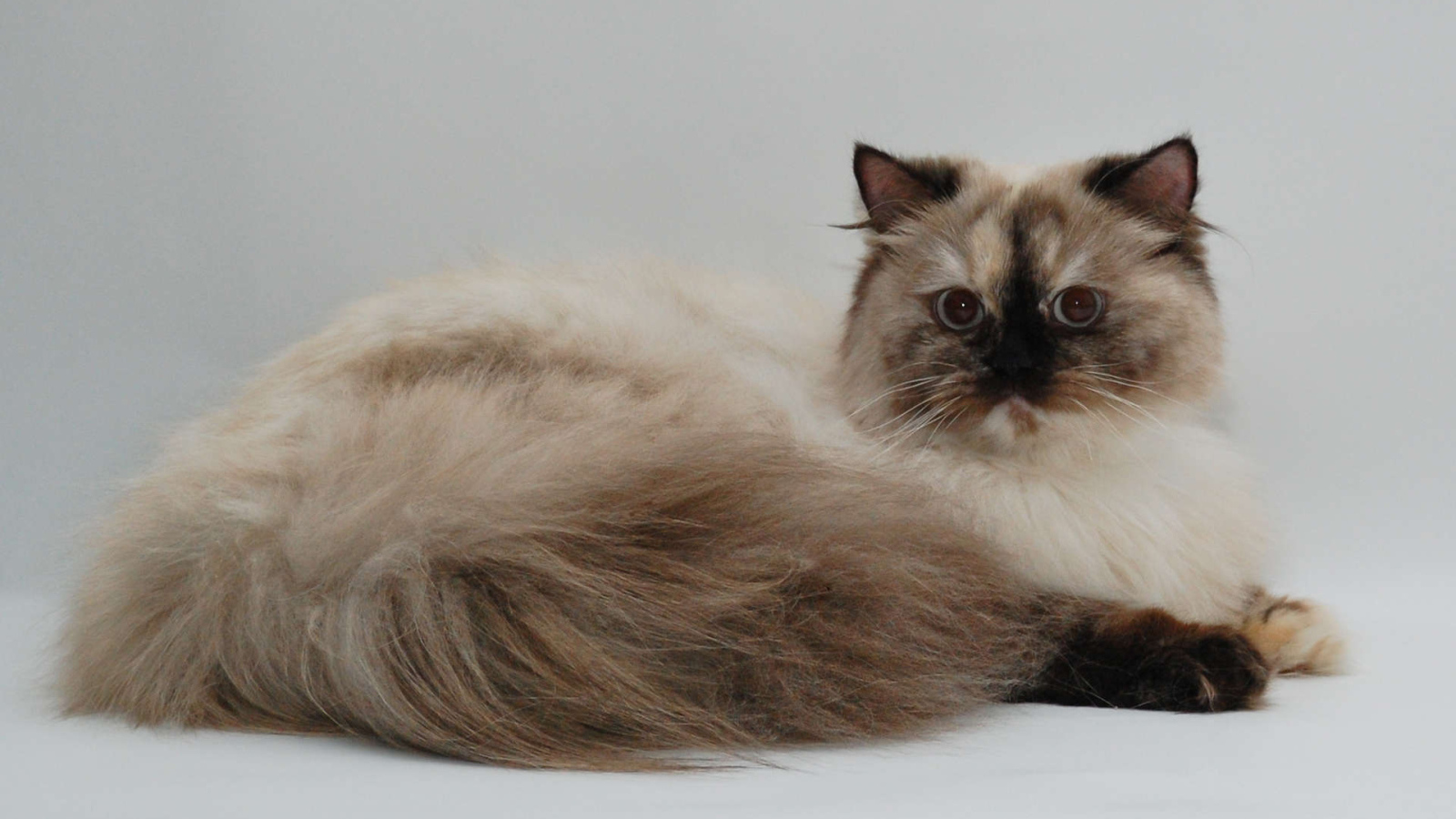 Красивая британская длинношерстная кошка