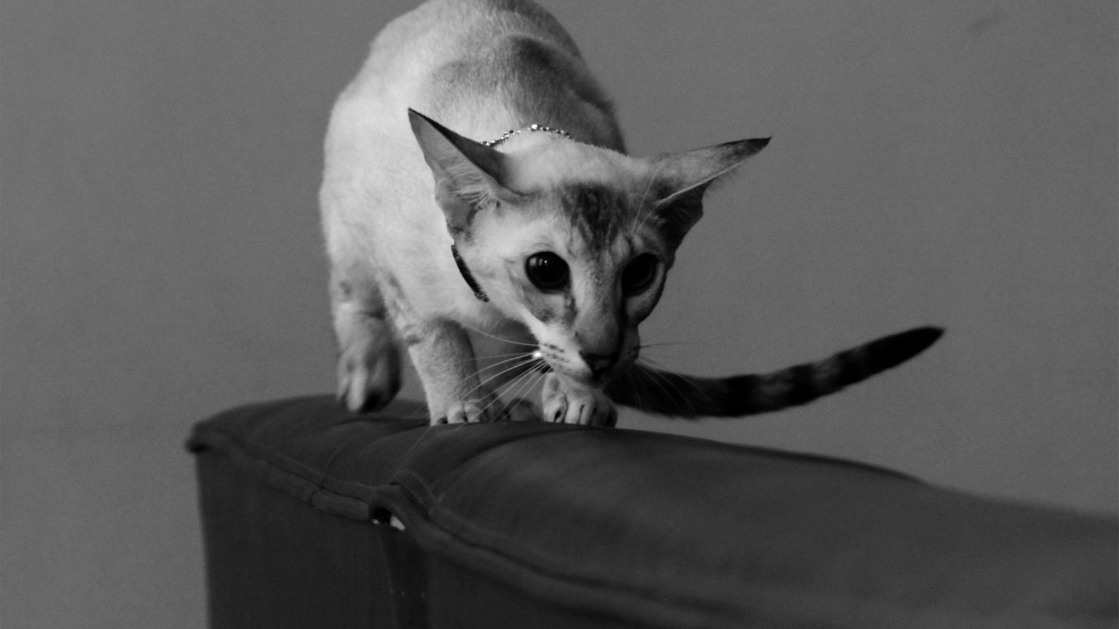 Красивая ориентальная короткошерстная кошка