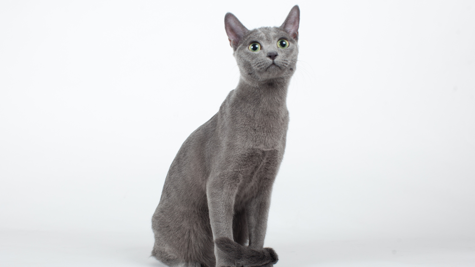 Красивая русская голубая кошка