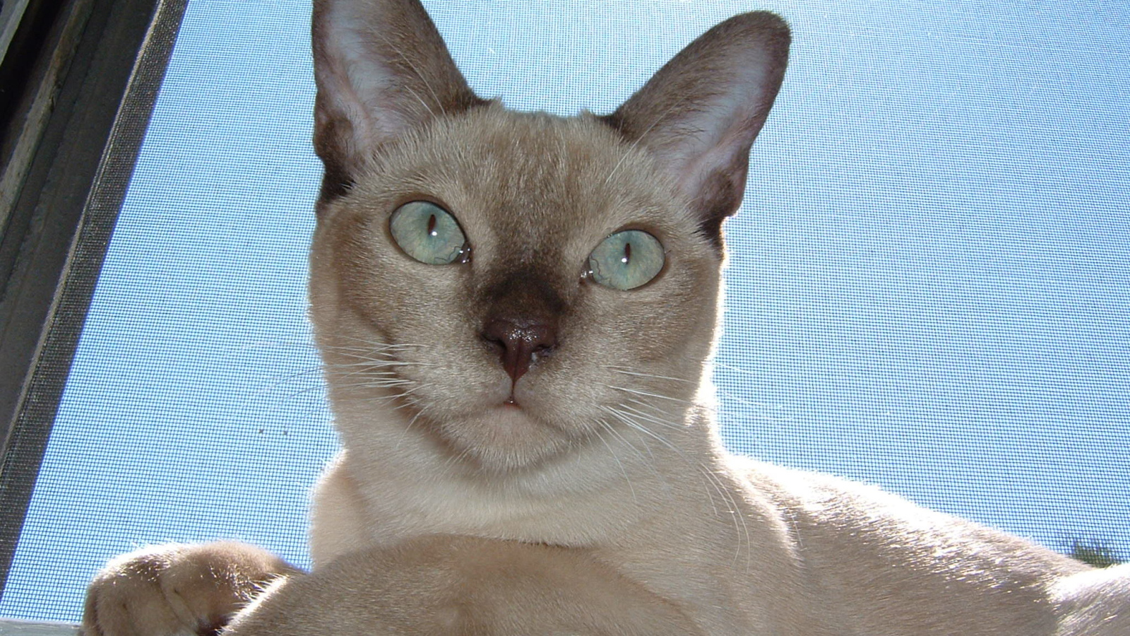 Красивая тонкинская кошка