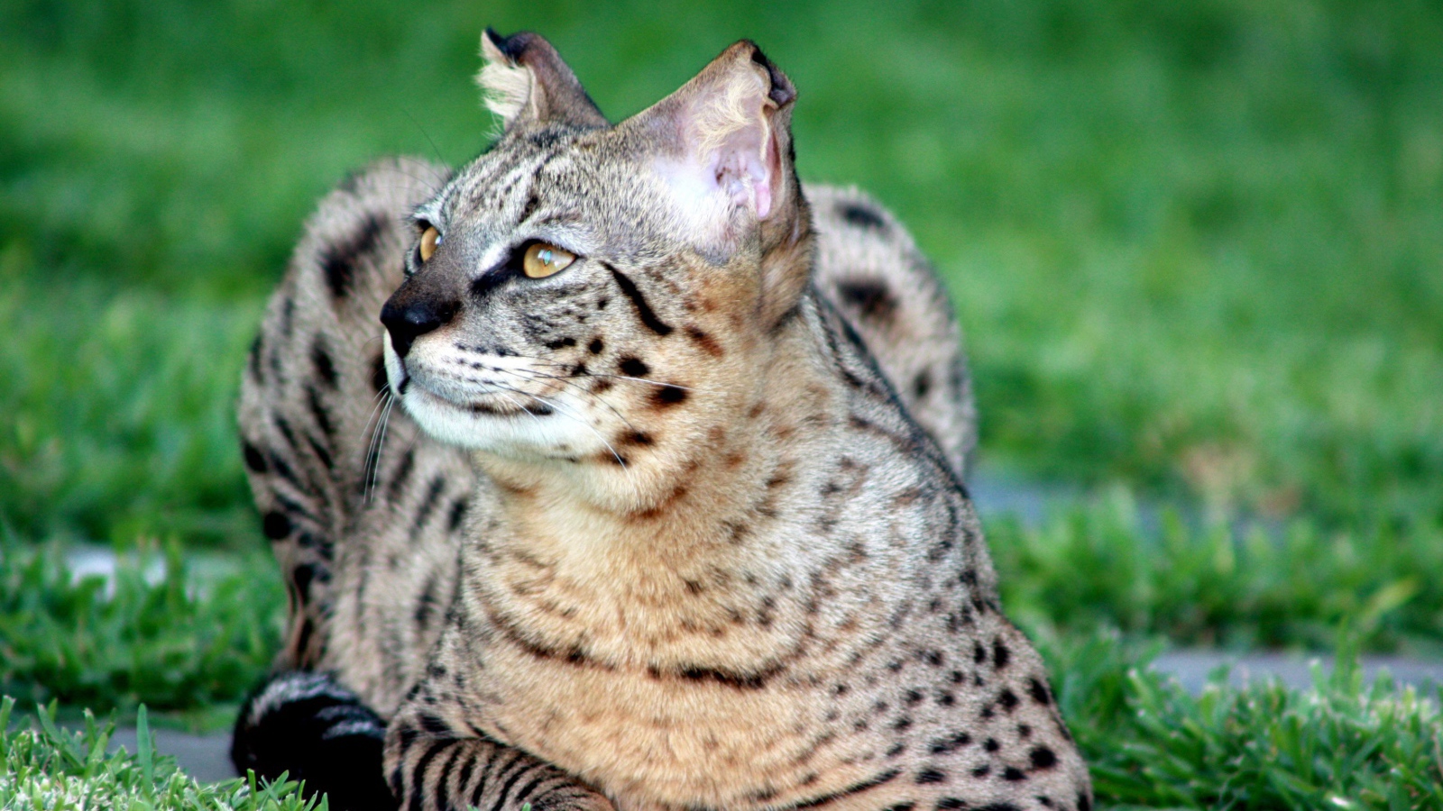 Красивая кошка саванна