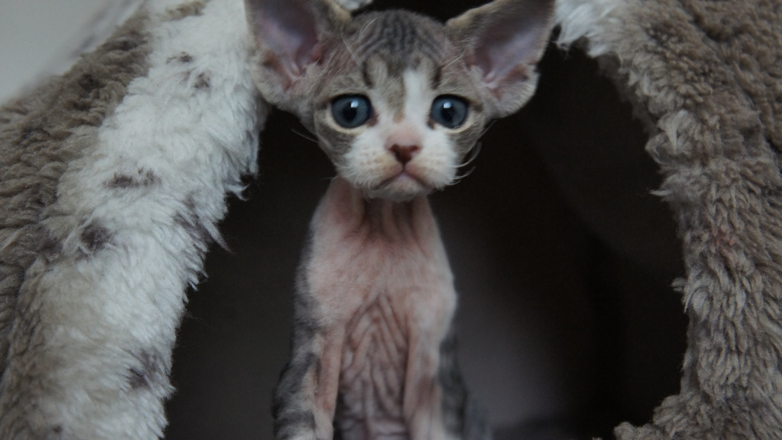 Большеголовый котенок девон-рекс