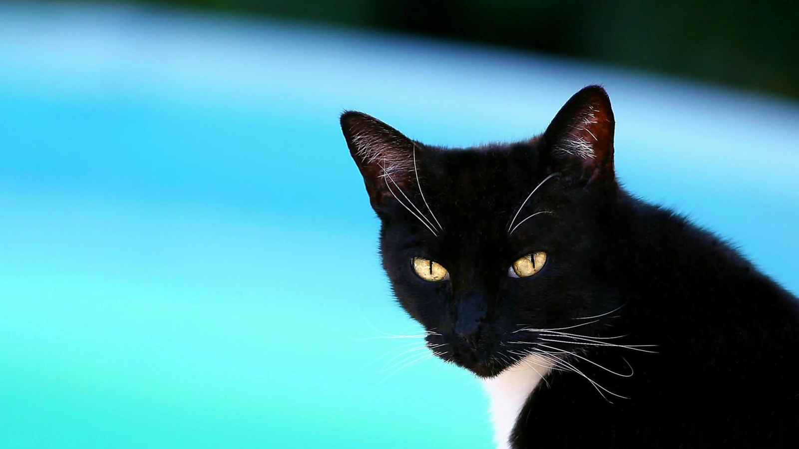 Черная американская короткошерстная кошка