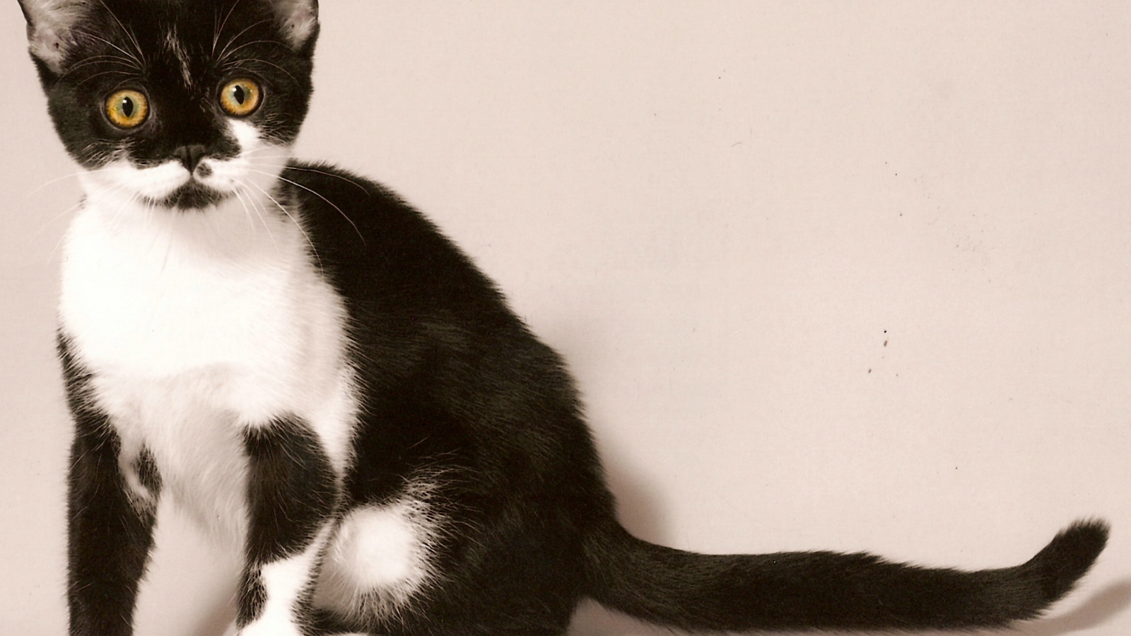 Черно белая американская короткошерстная кошка