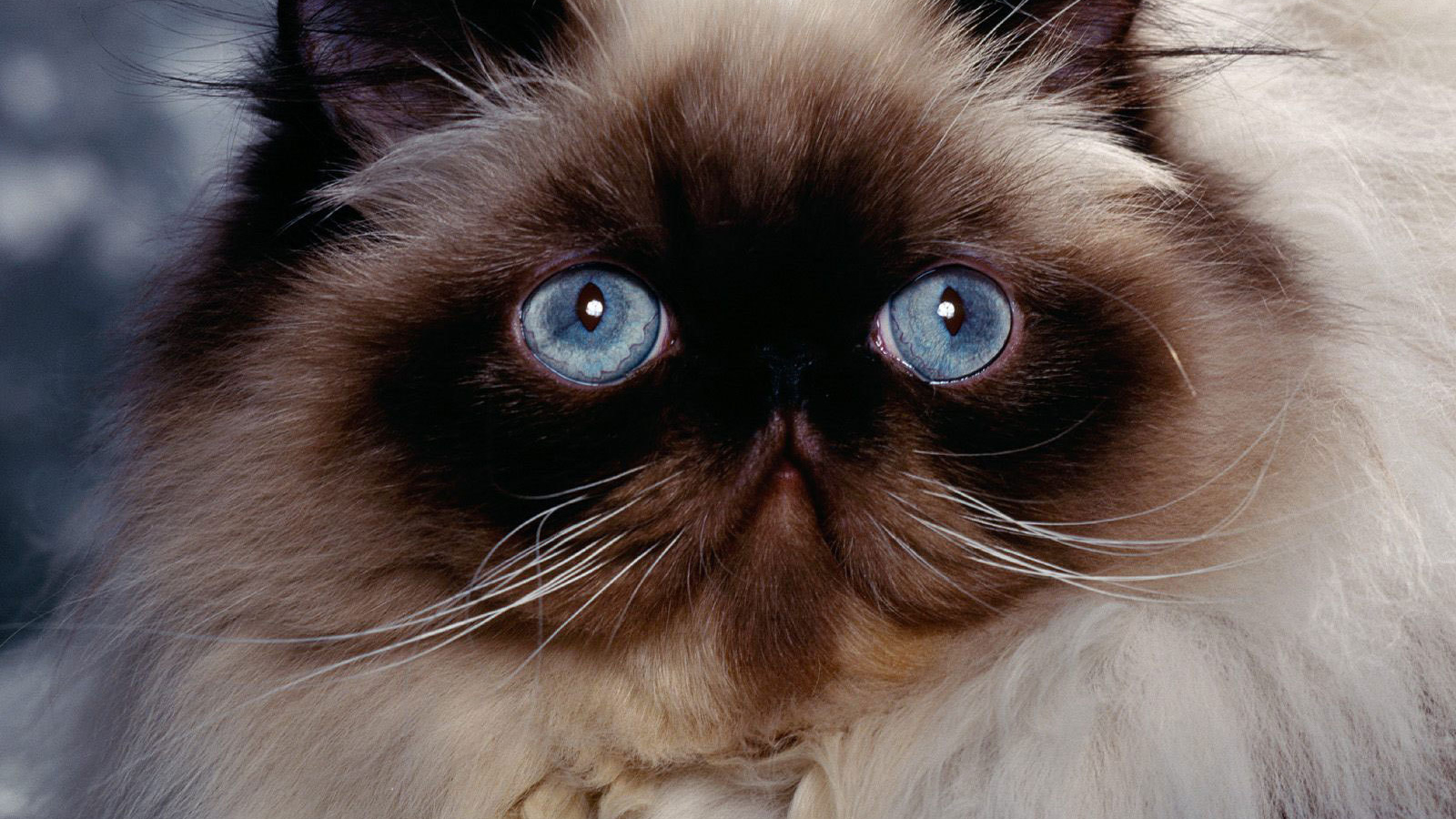 Голубые глаза гималайской кошки