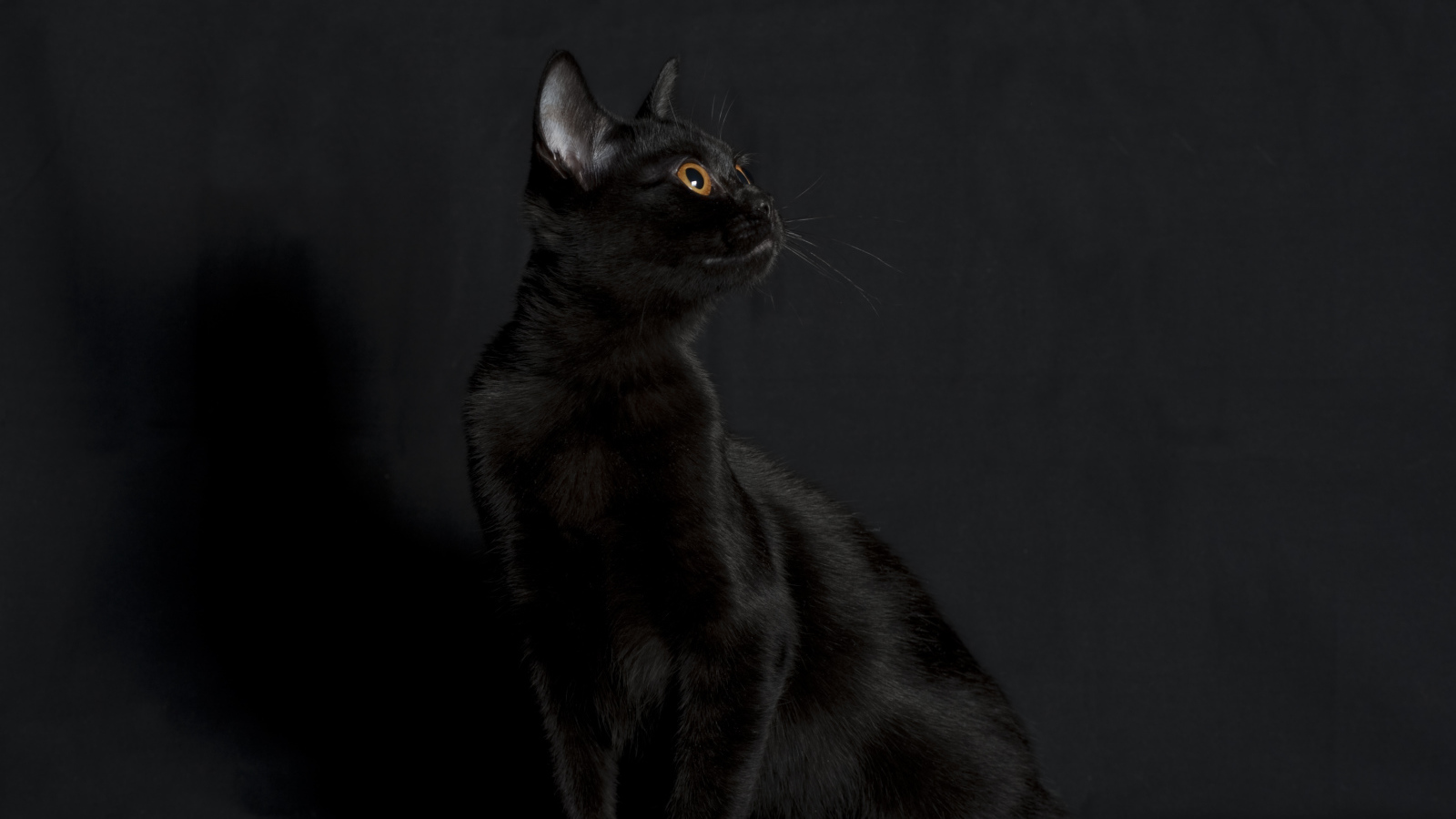 Черная бомбейская кошка на черном фоне