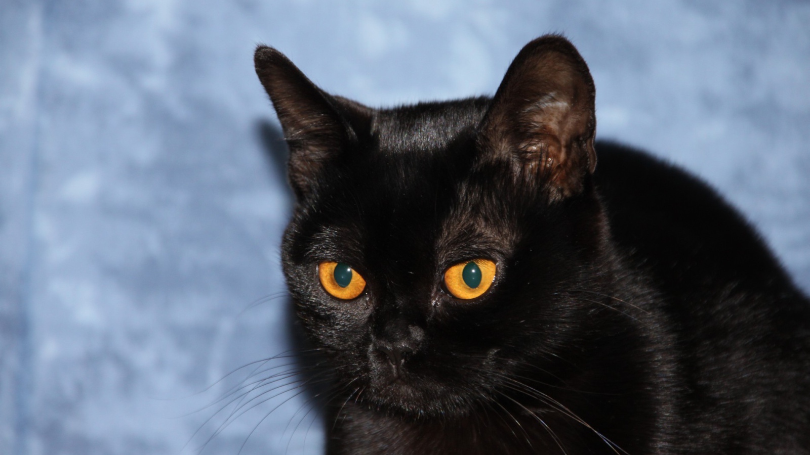 Бомбейская кошка на голубом фоне