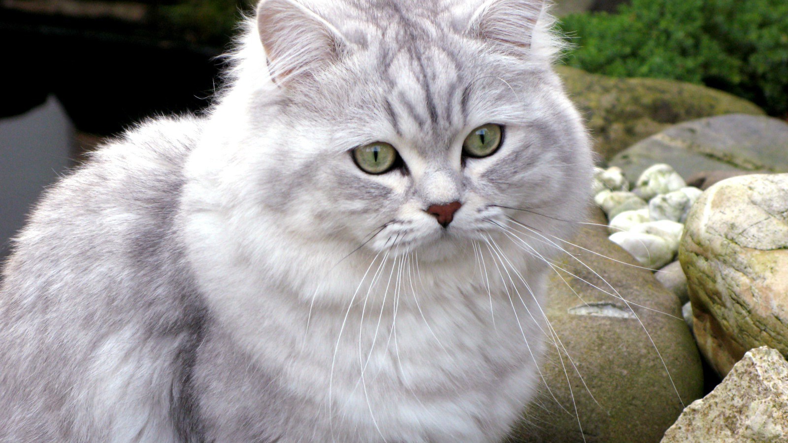 Британская длинношерстная кошка среди камней