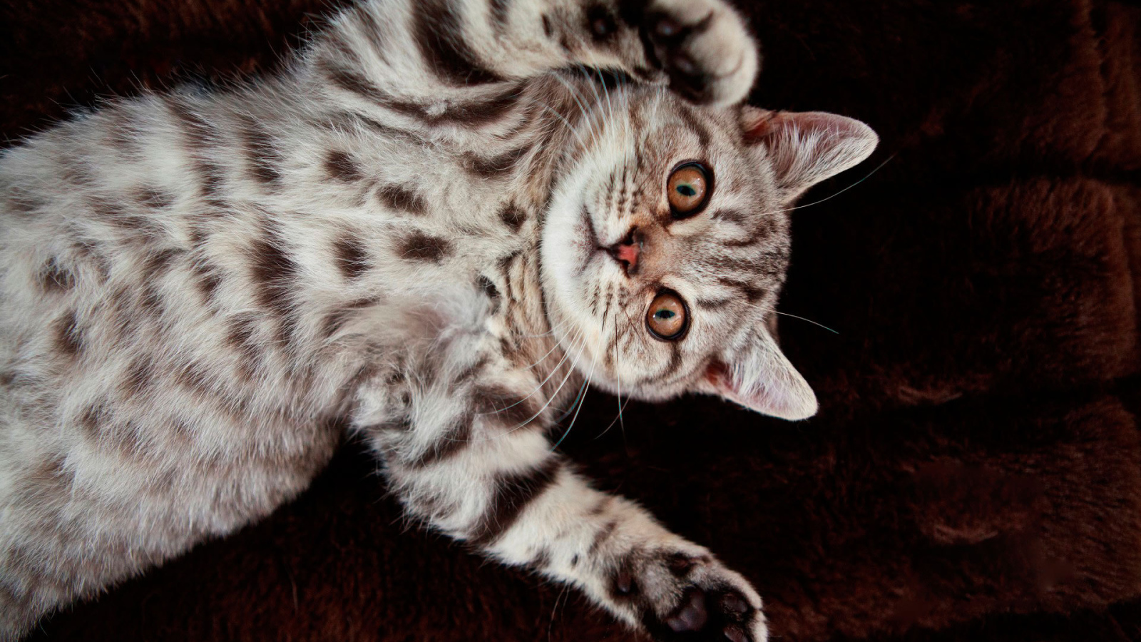 Котенок британской короткошерстной кошки на спине