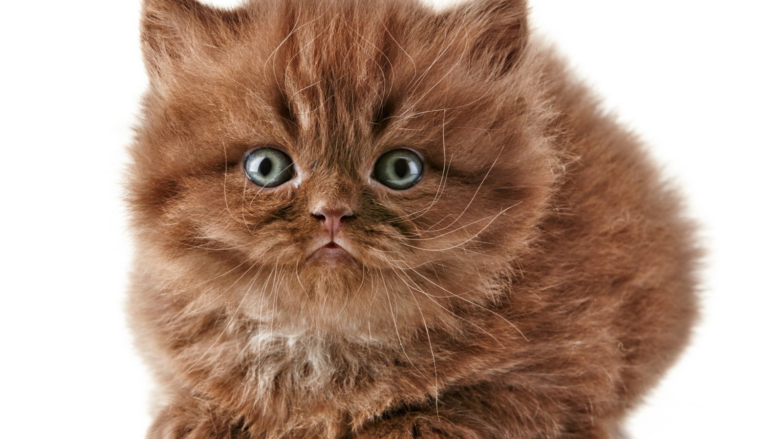 Коричневый котенок британской длинношерстной кошки