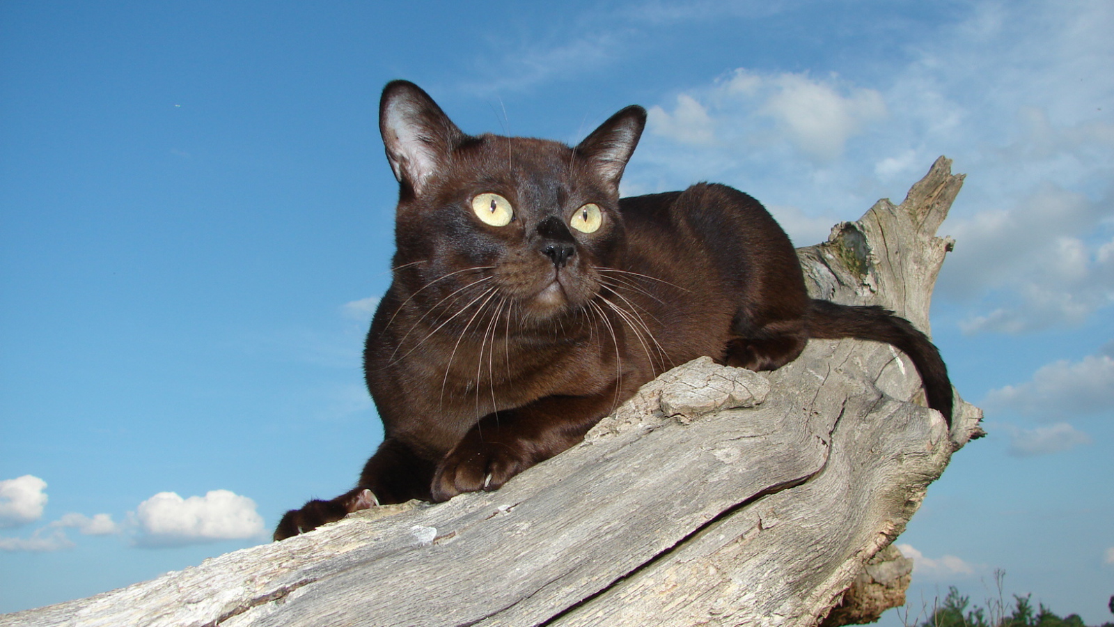 Бурманская кошка на сухом пне
