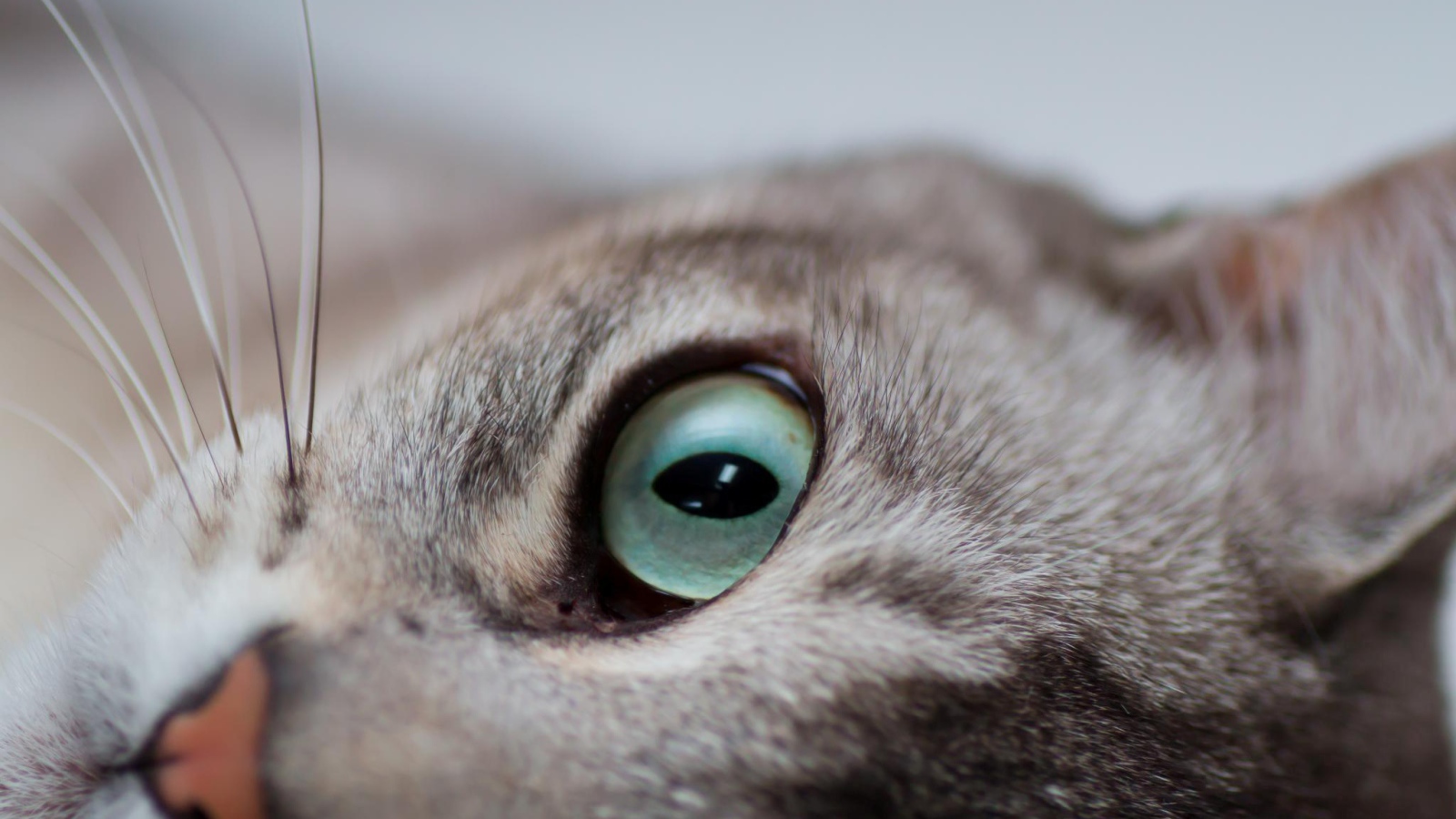 Глаза кошки бурмилла