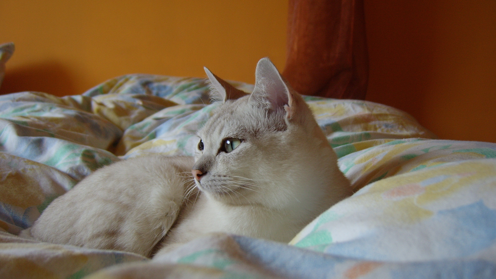 Бурмилла в кровати