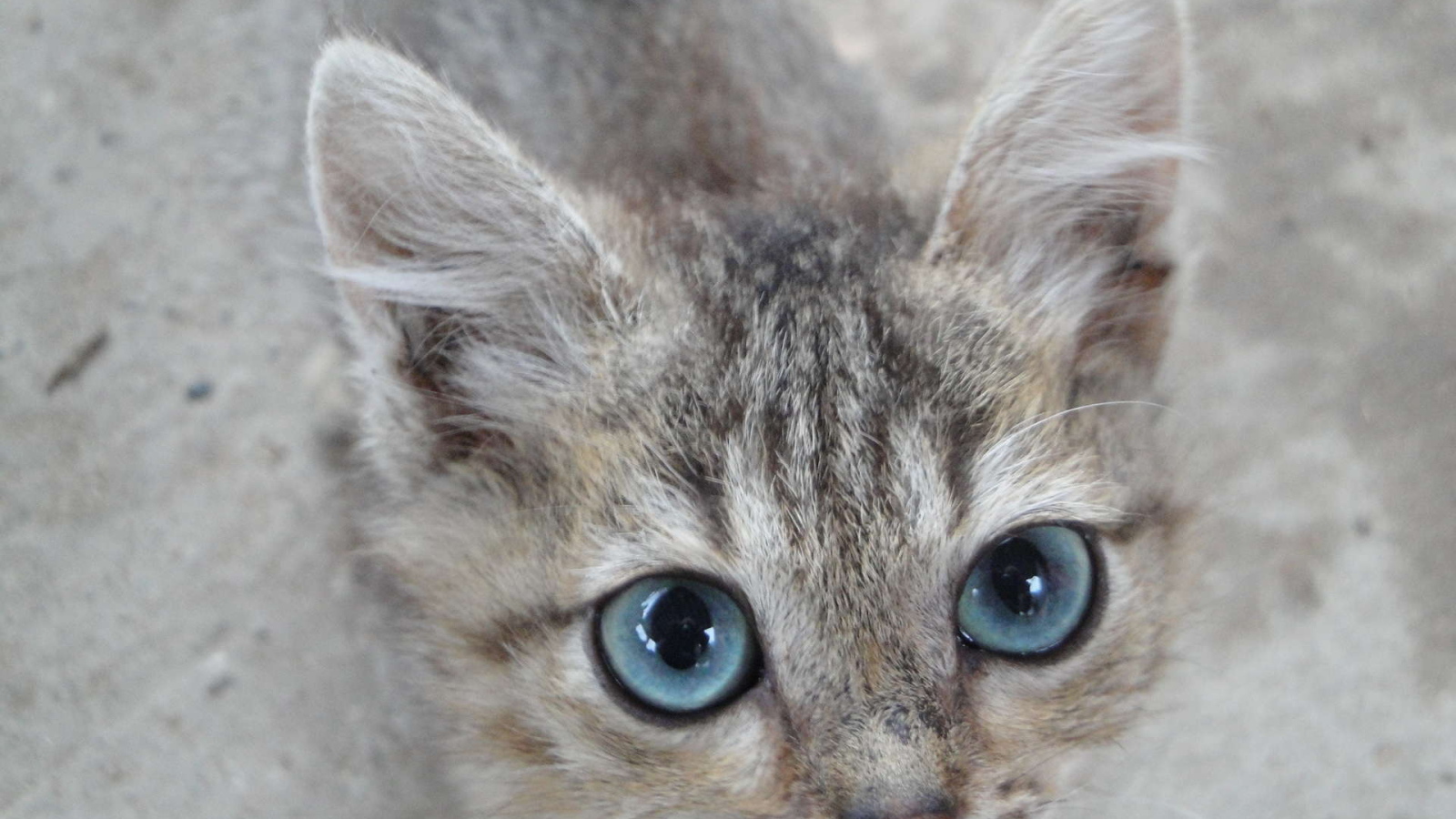 Кот охос азулес