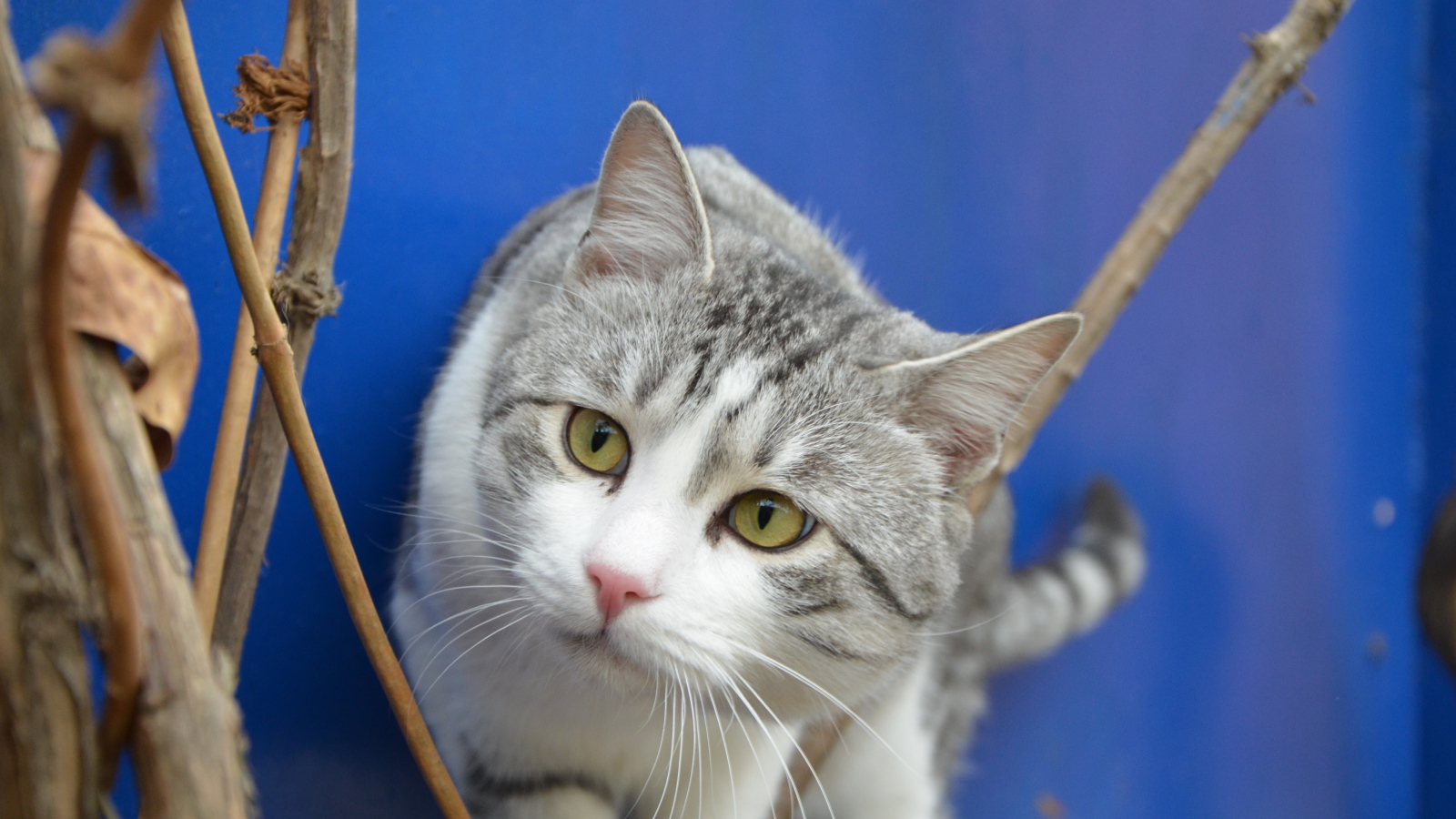 Глаза кота аравийский мау