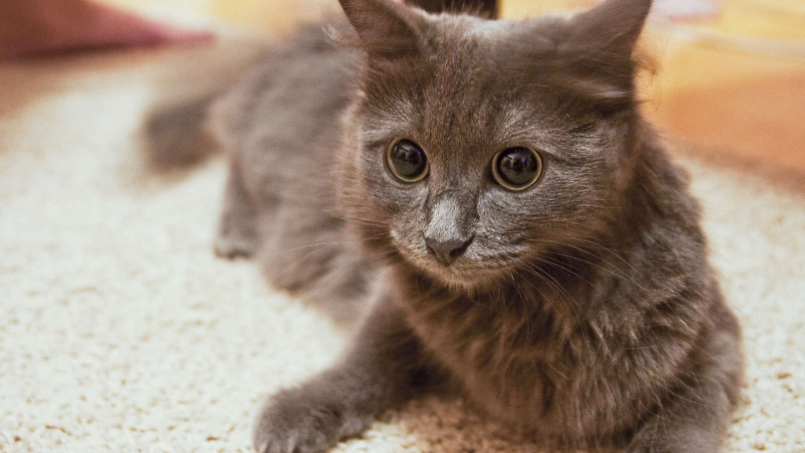 Глаза кота нибелунга