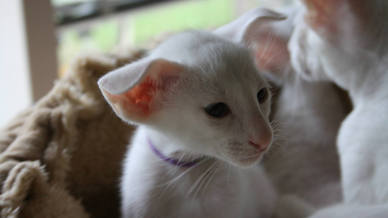 Порода кошек форин вайт