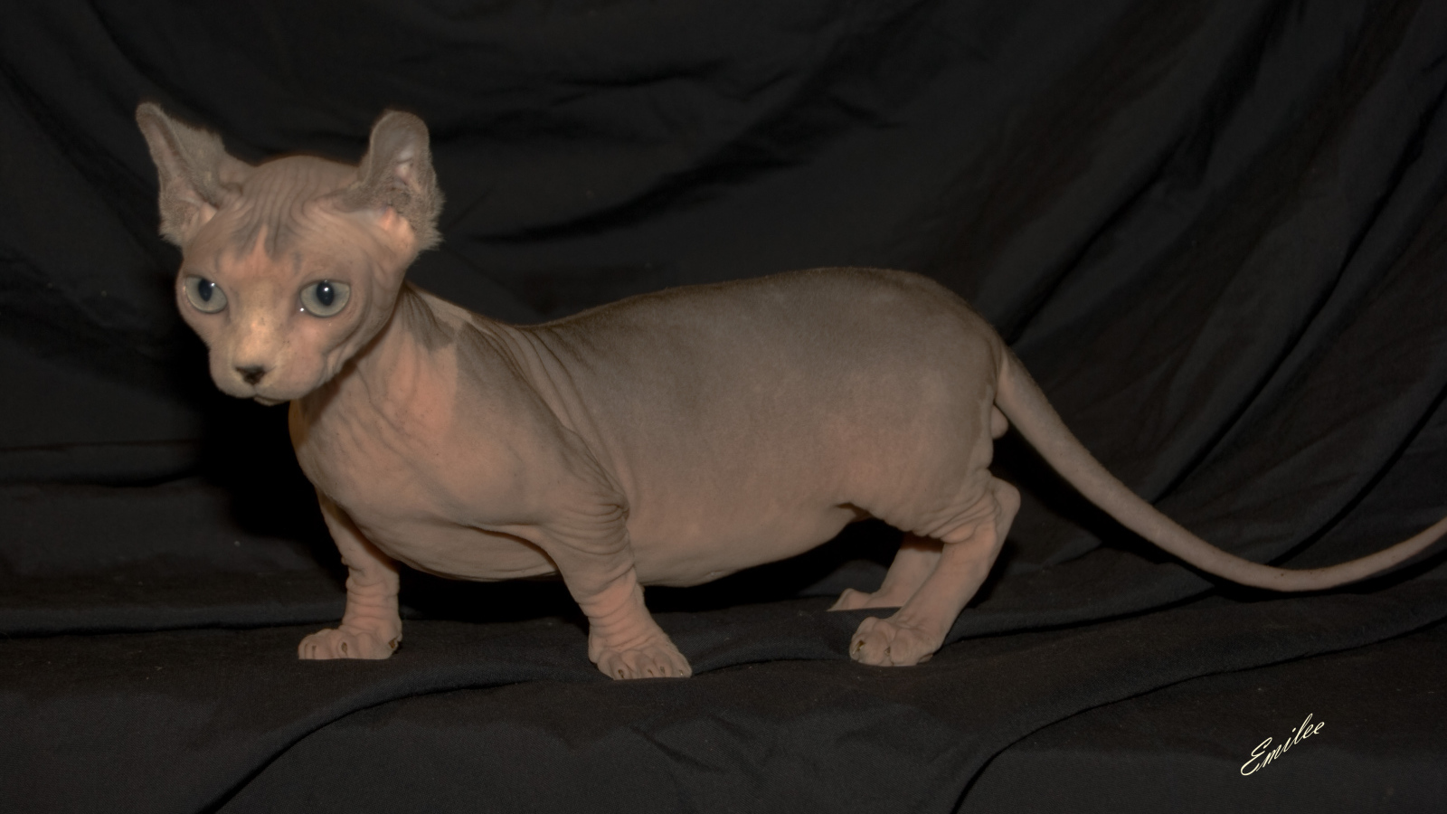 Порода кошек минскин