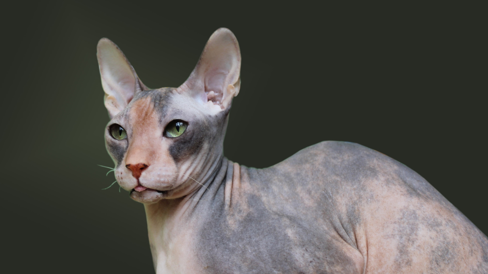 Порода кошек украинский левкой