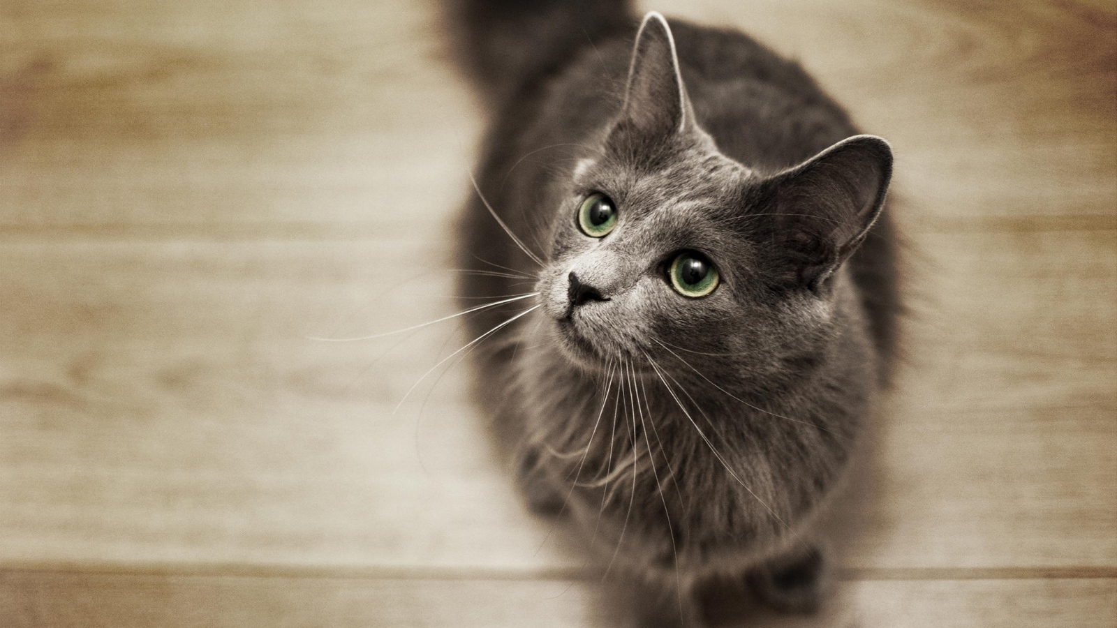 Кот нибелунг смотрит вверх