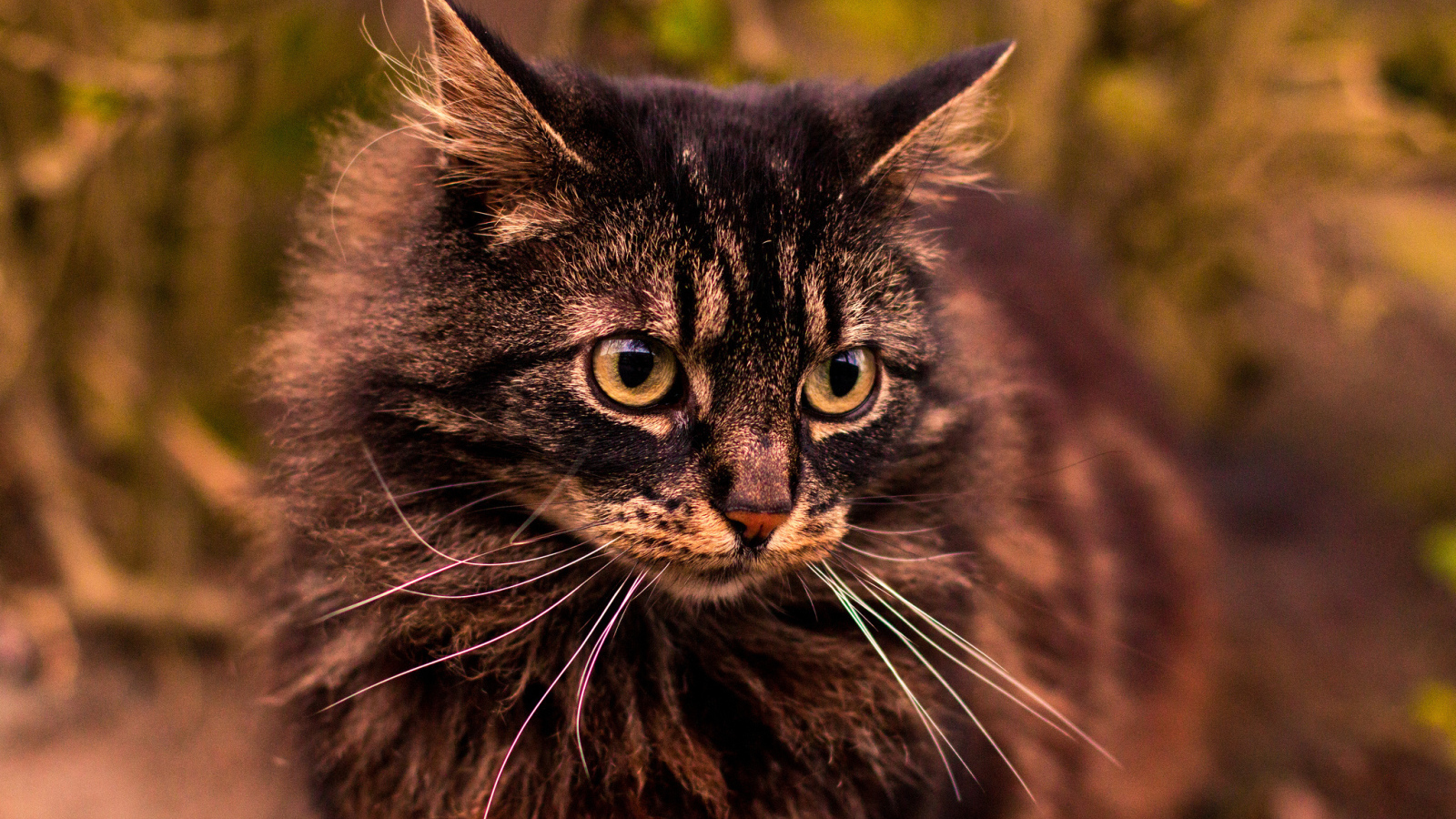 Кот на прогулке