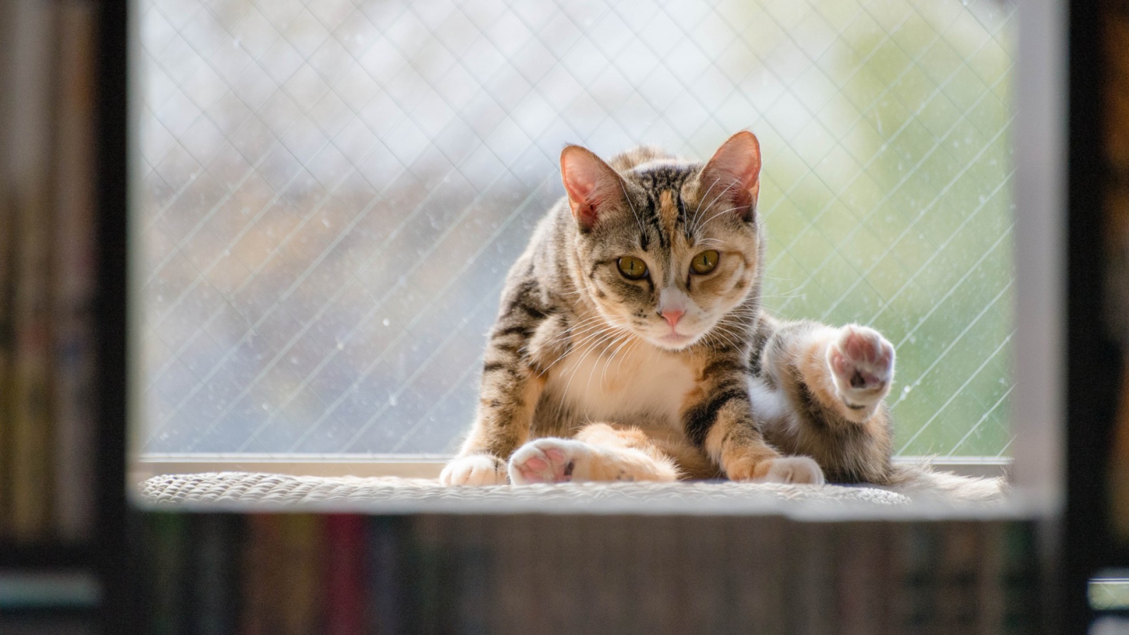 Kот на подоконнике