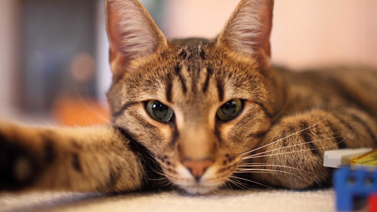 Кот отдыхает