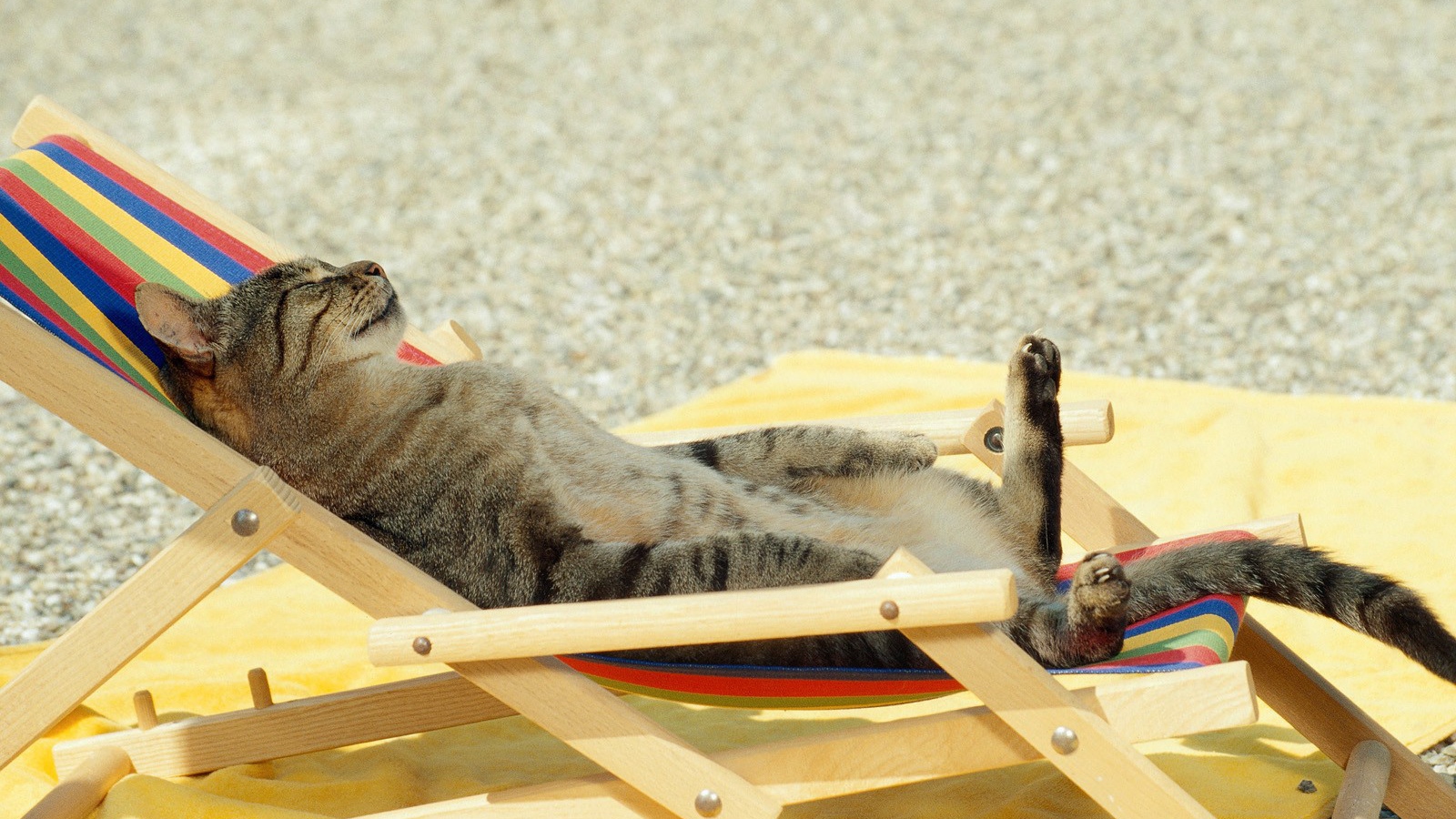 Кот загорает