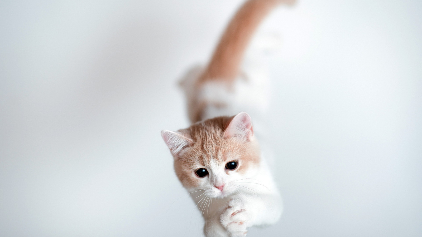 Кошка тороде