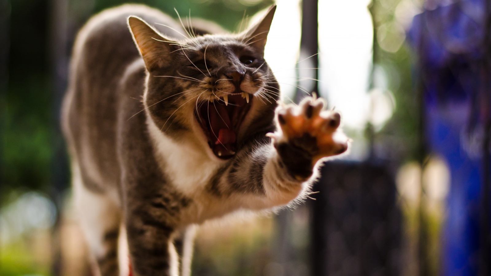 Кот с открытым ртом