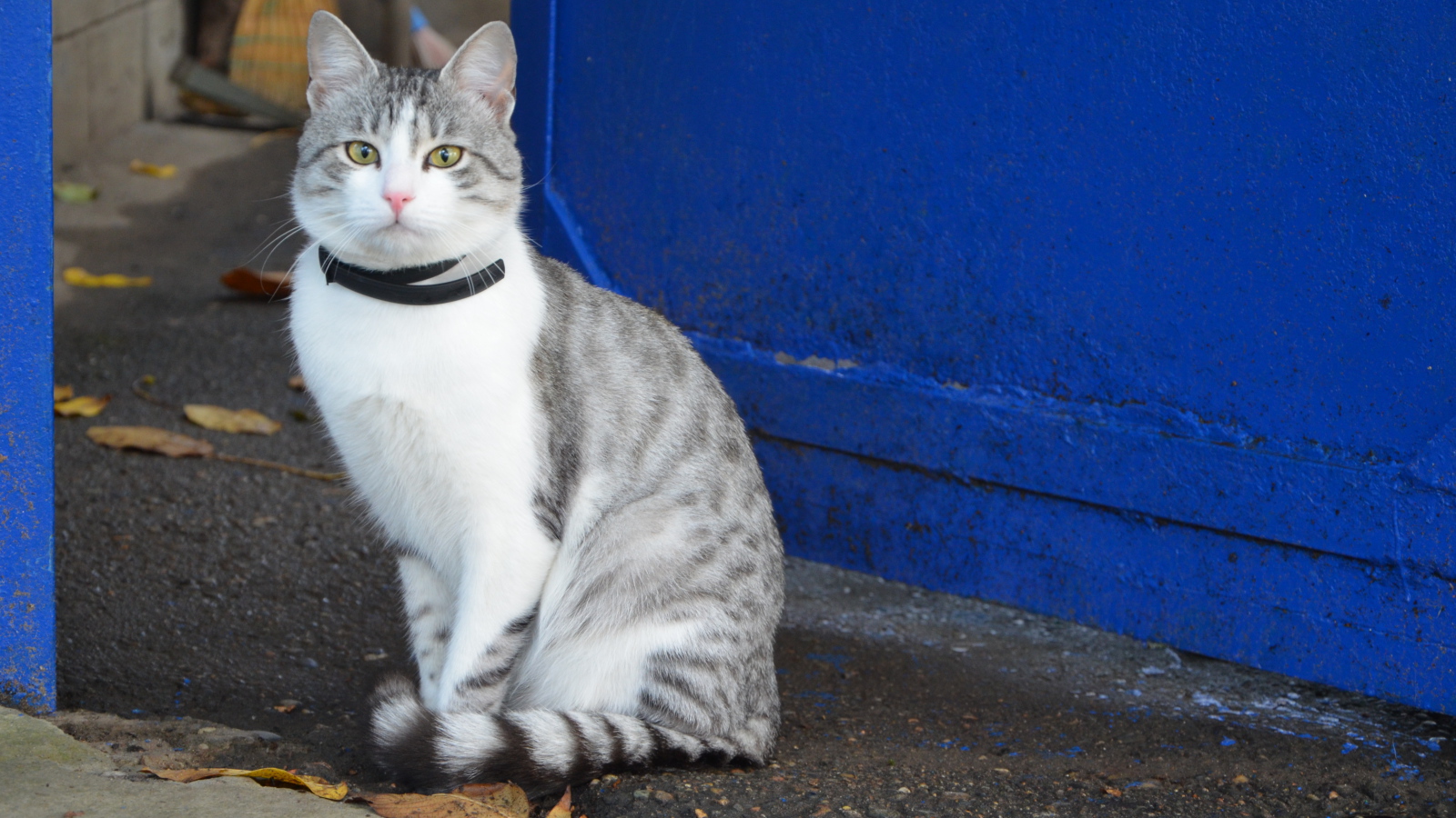 Ошейник у аравийского мау