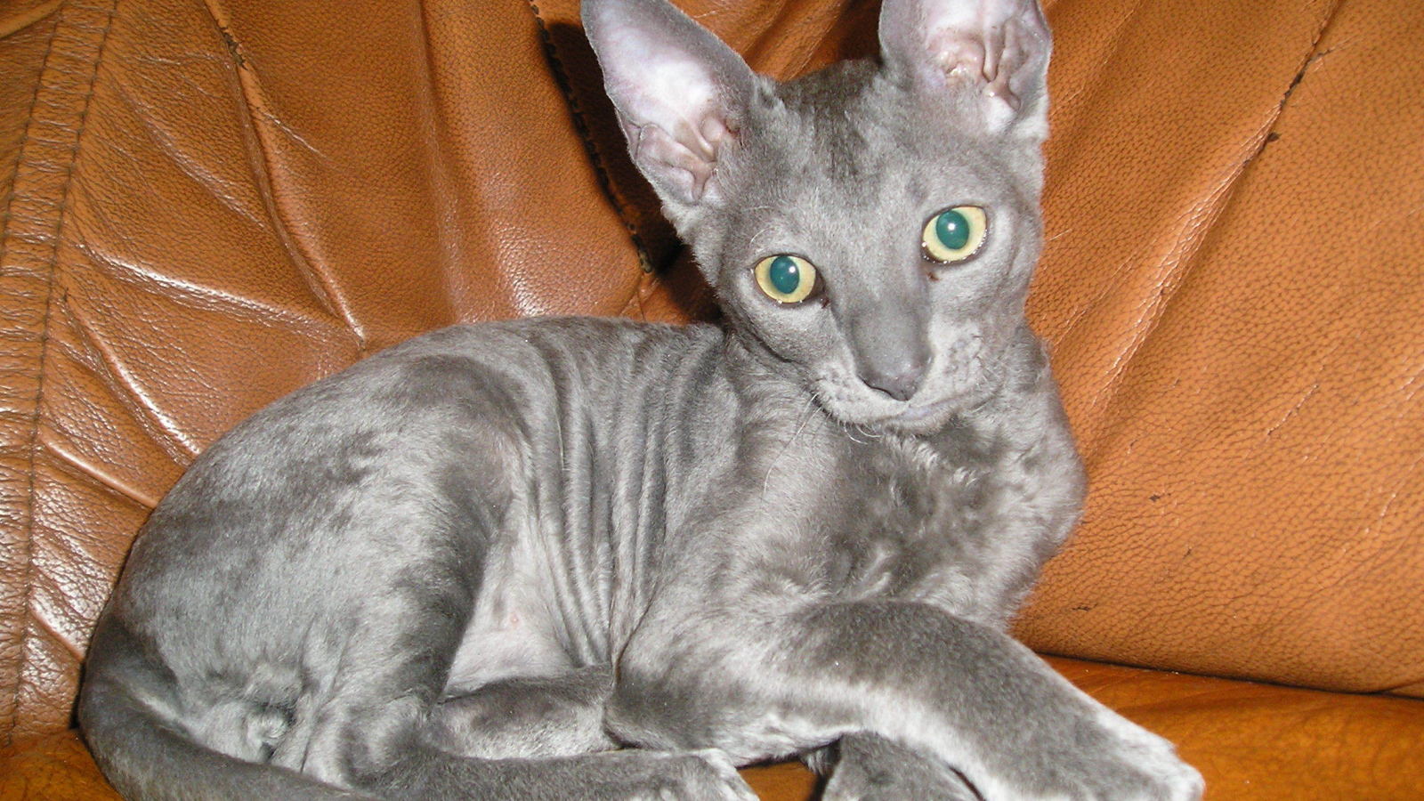 Кот корниш рекс на диване