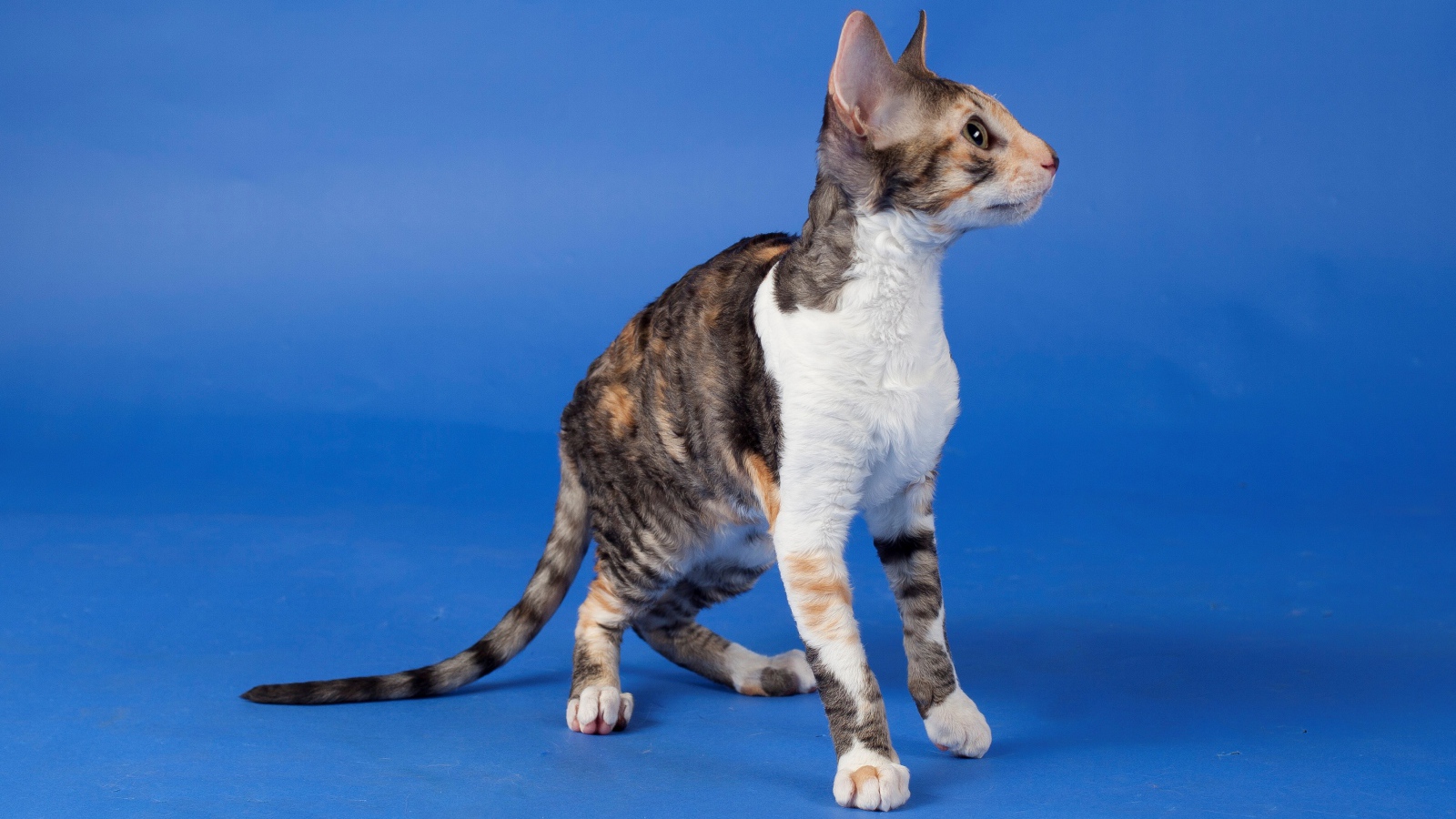Корниш рекс на голубом фоне