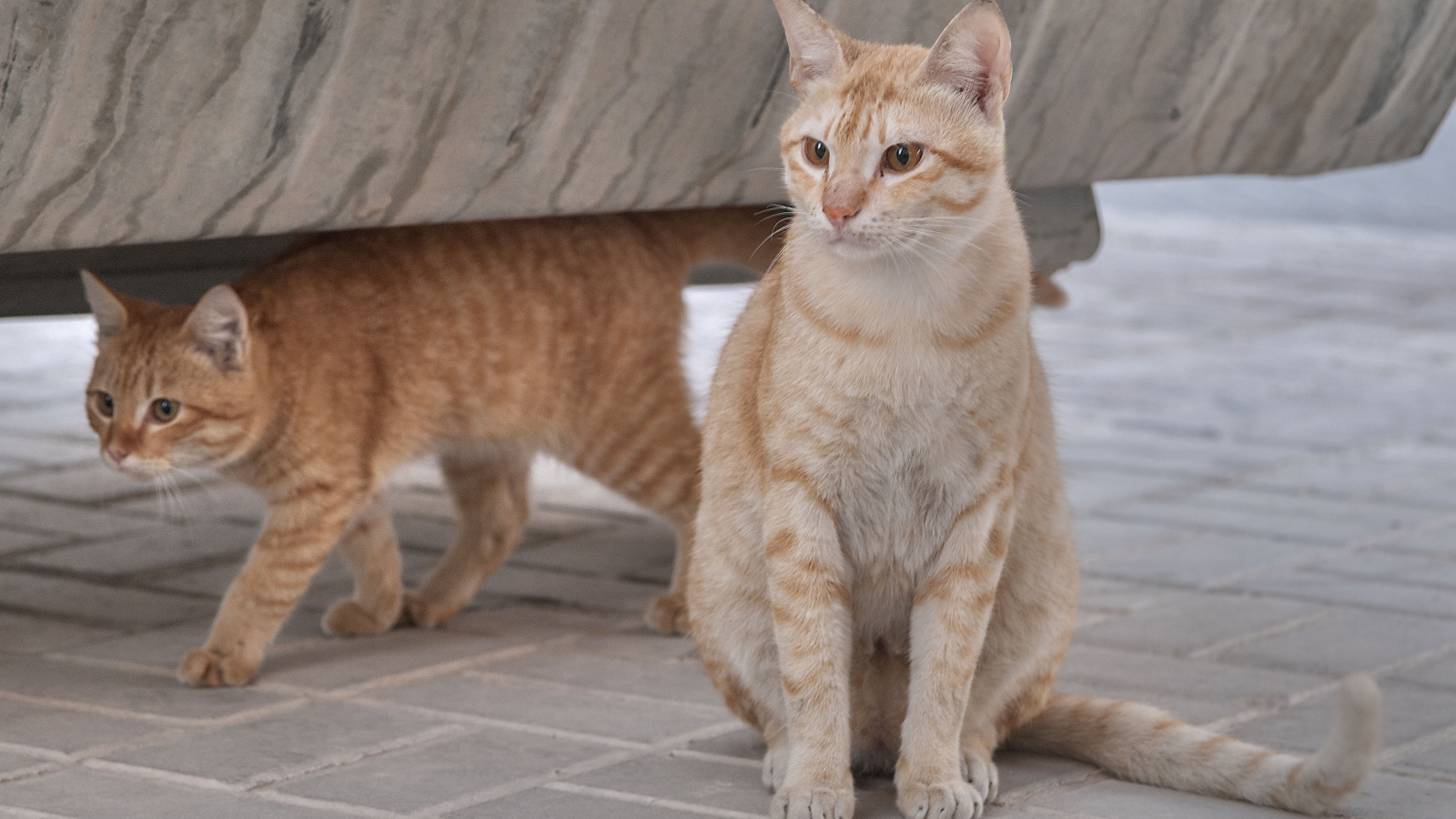 Пара кошек аравийский мау