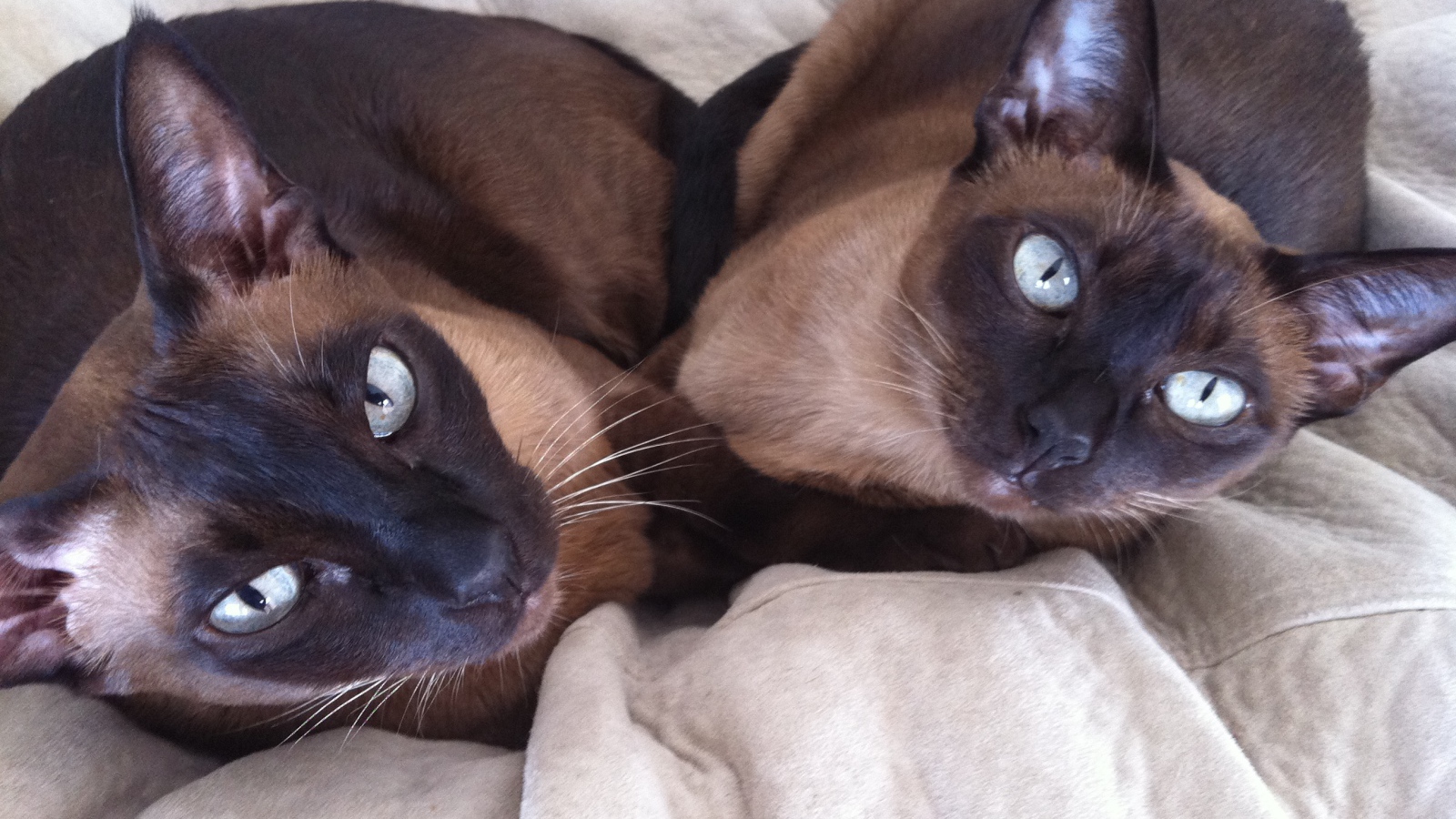 Пара тонкинских кошек